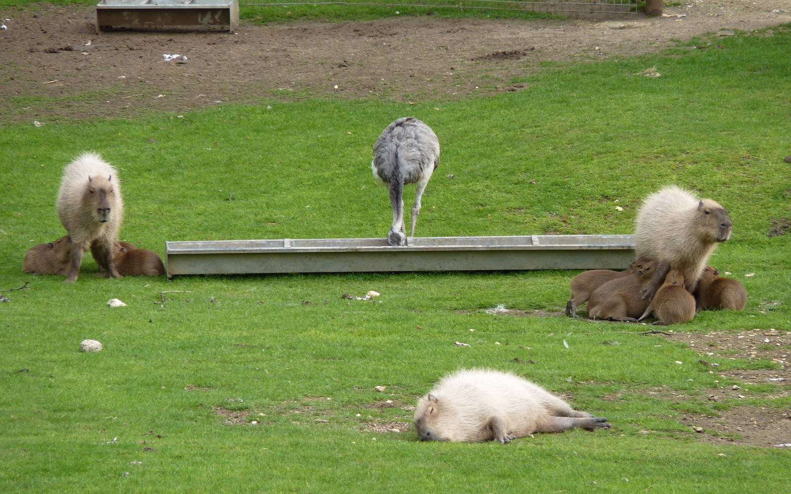More Capybara Babies...