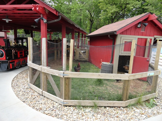 More Chickens in Farmland