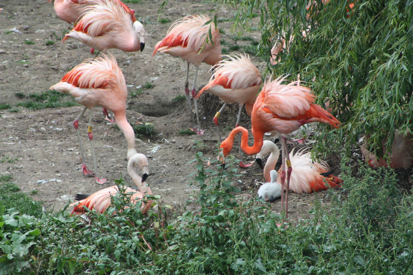 More chicks to be seen, 1st September 2014
