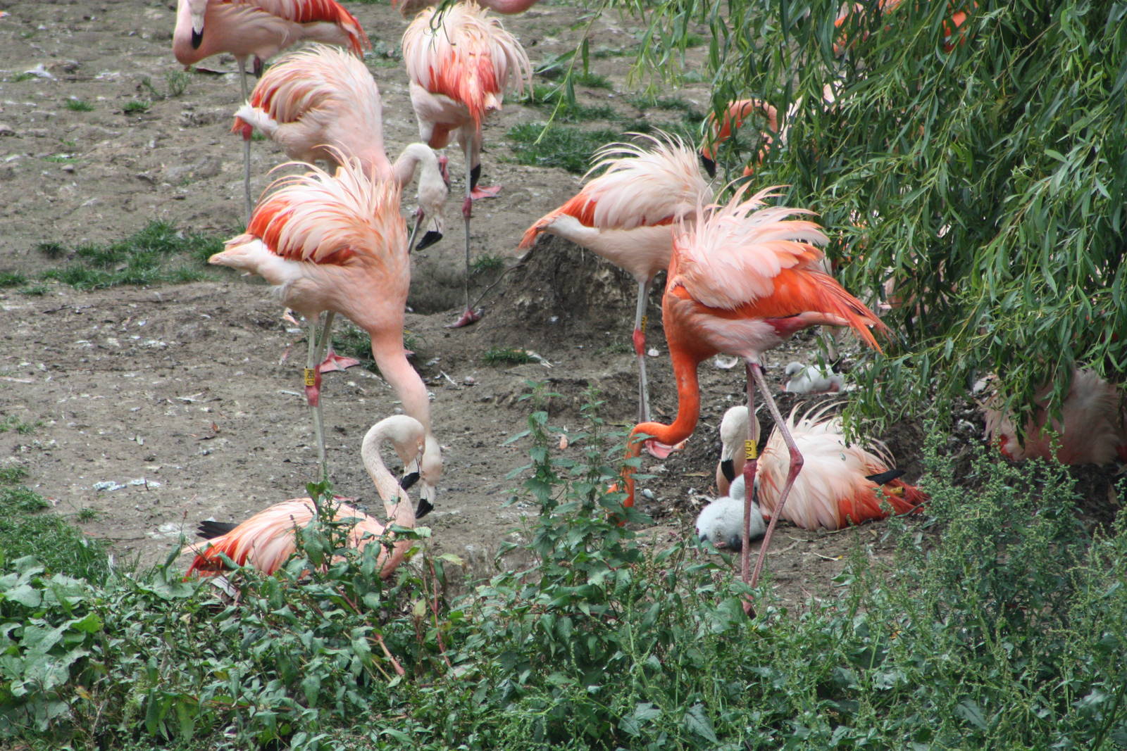 More chicks to be seen, 1st September 2014