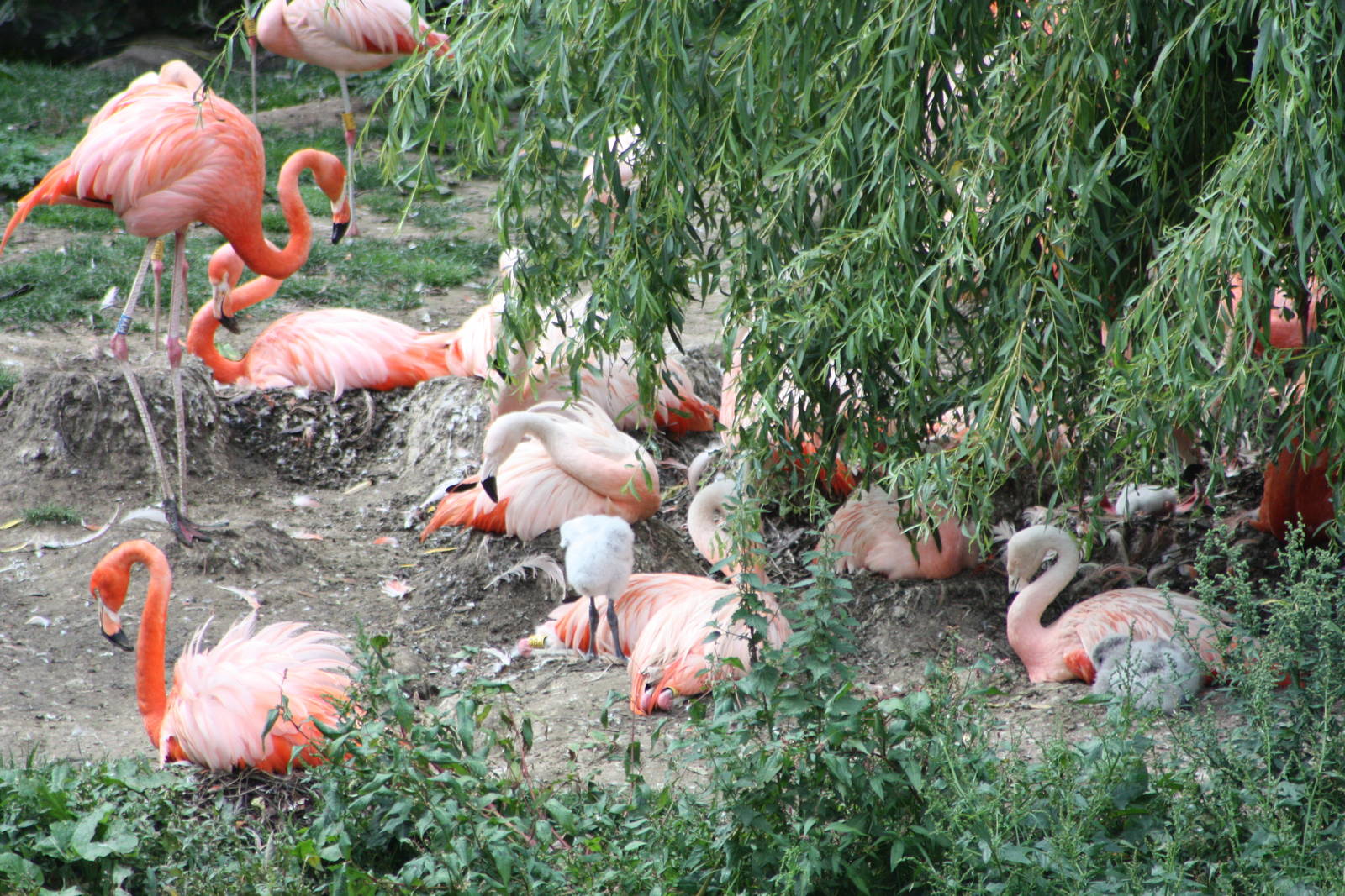 More chicks to be seen, 1st September 2014