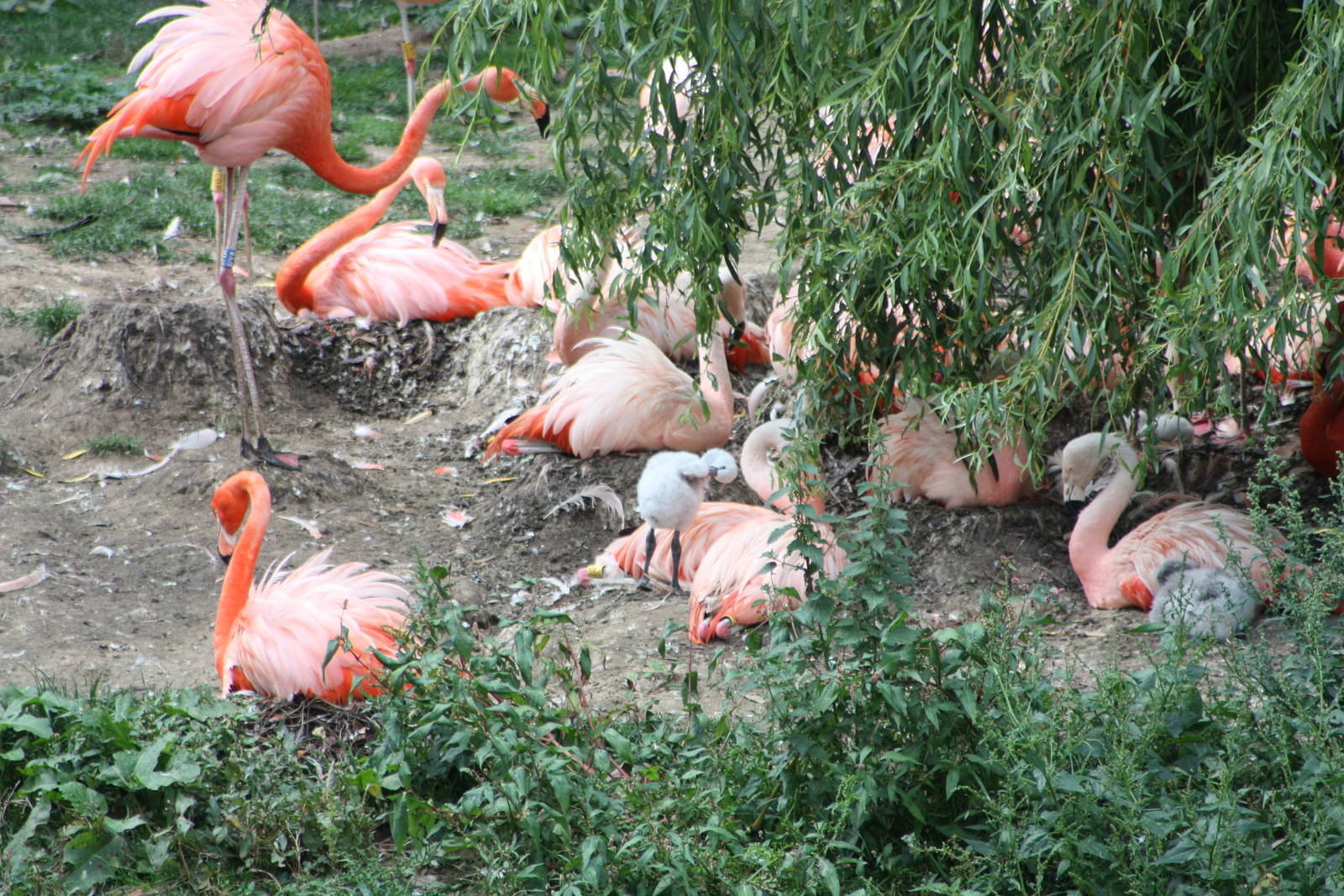 More chicks to be seen, 1st September 2014