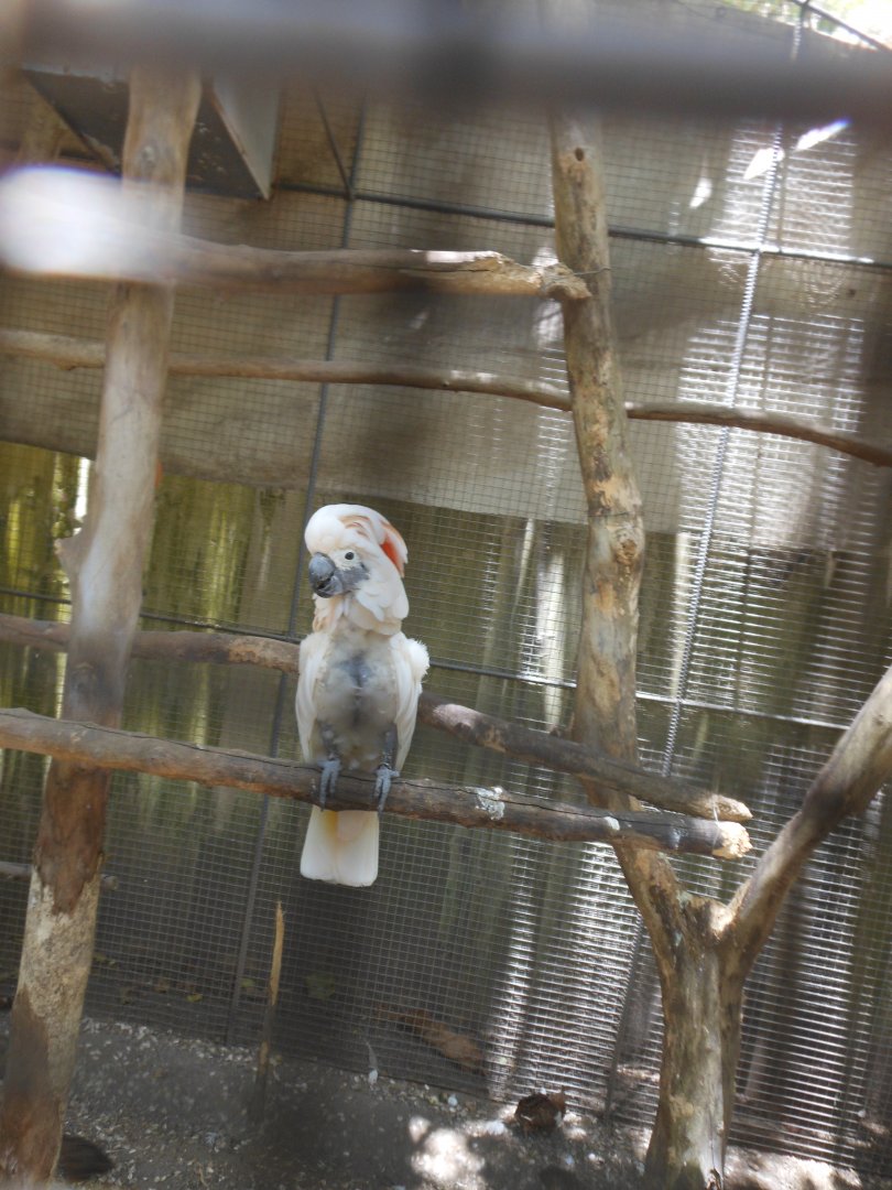 More Cockatoo