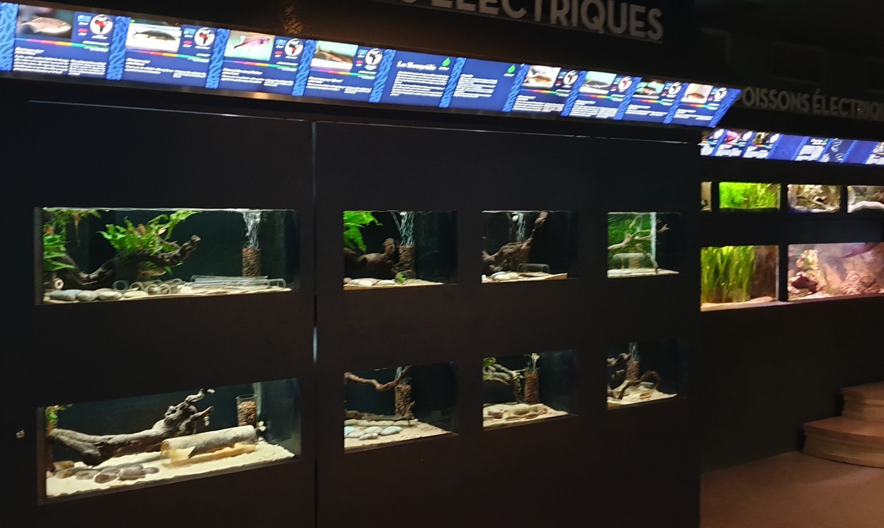 More electric fish-aquariums