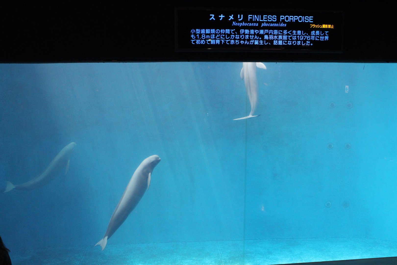 More finless porpoise
