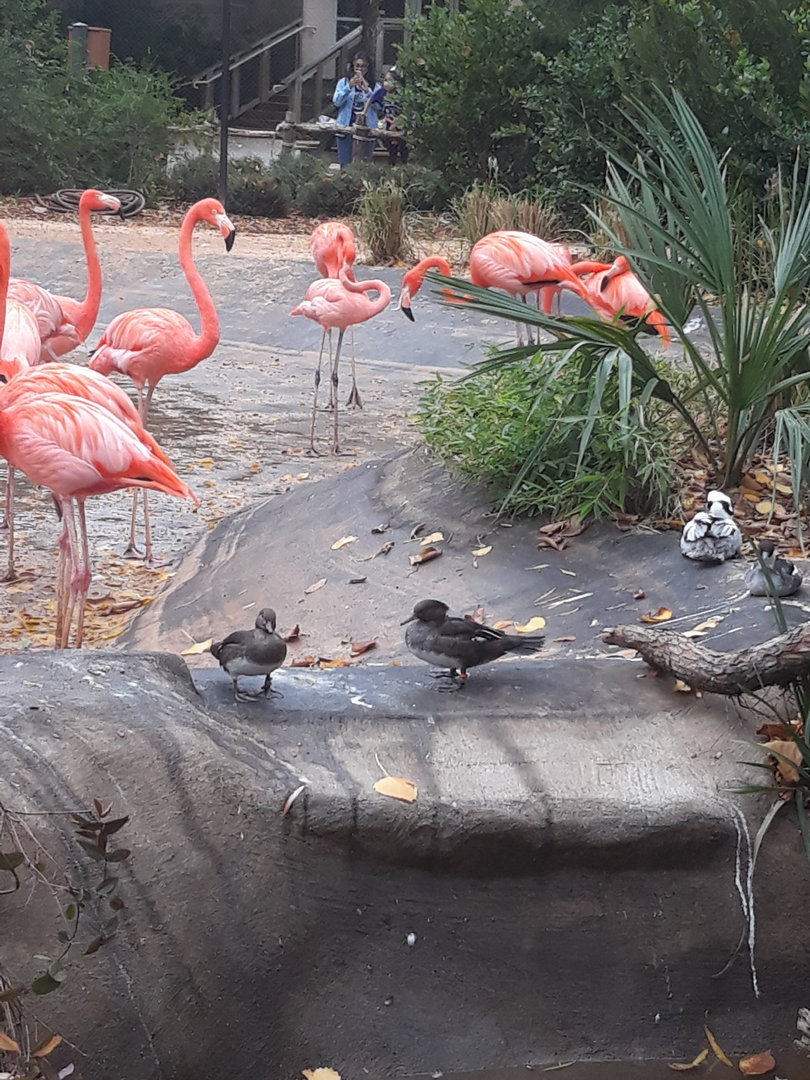 More flamingos and ducks