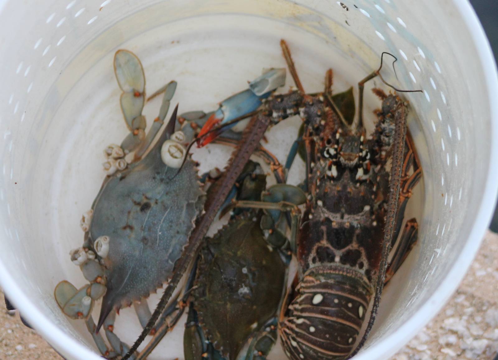 More freshly catched see-food