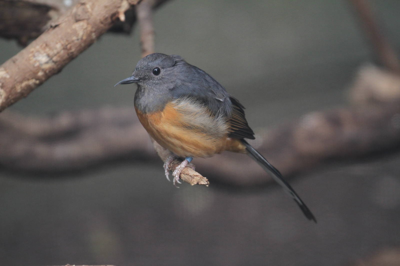 More ID Help Needed, Please