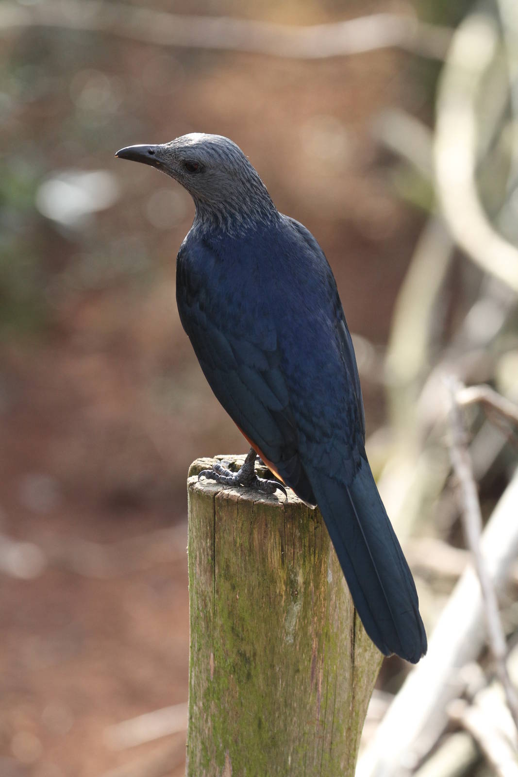 More ID Help Needed, Please