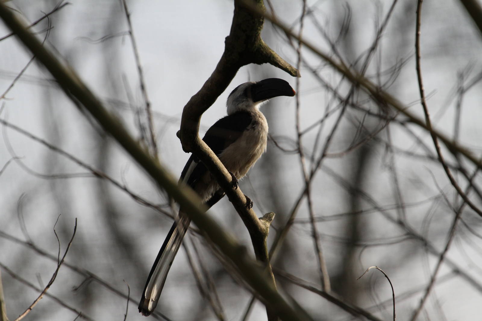 More ID Help Needed, Please