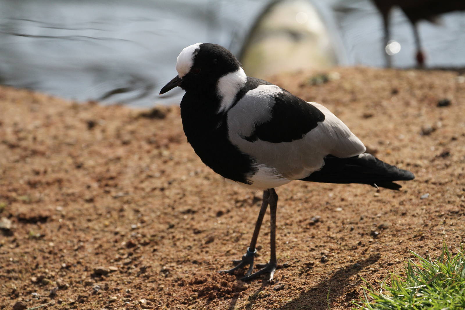 More ID Help Needed, Please