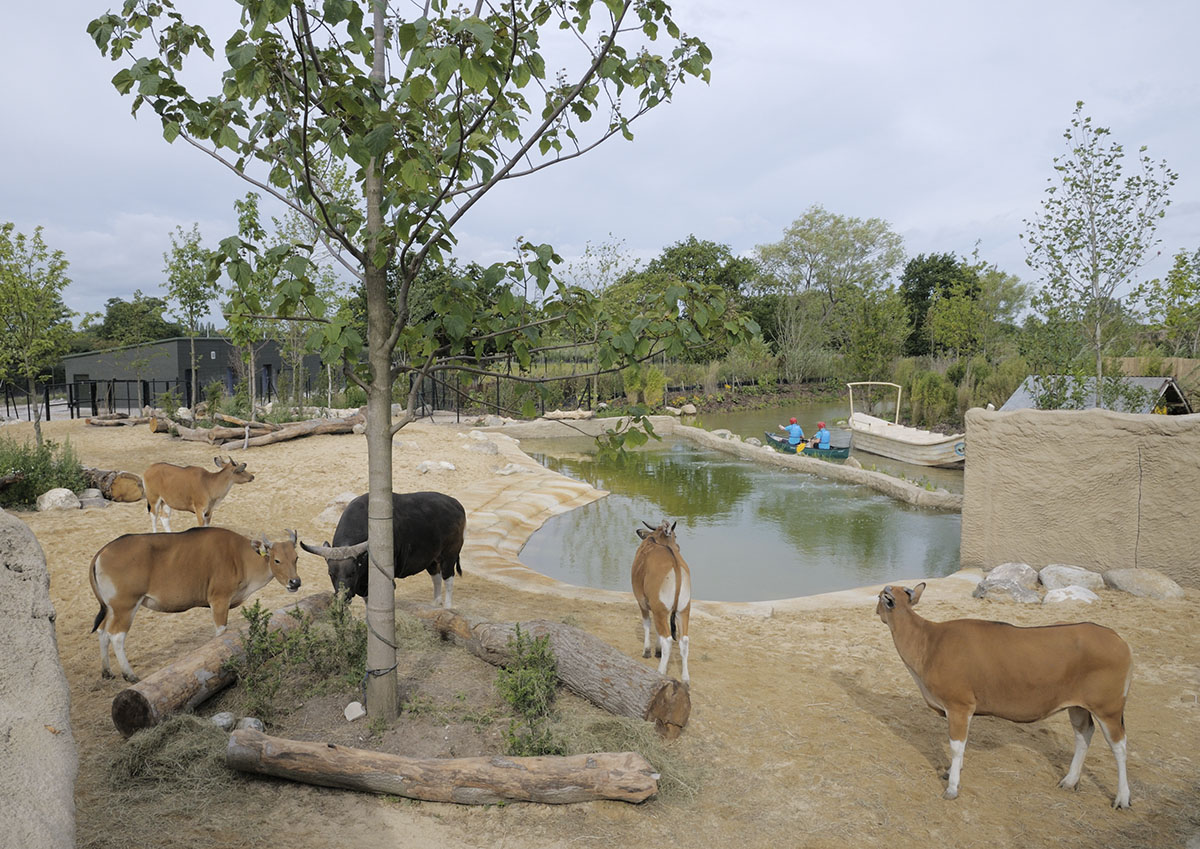 More Islands: Banteng Paddock