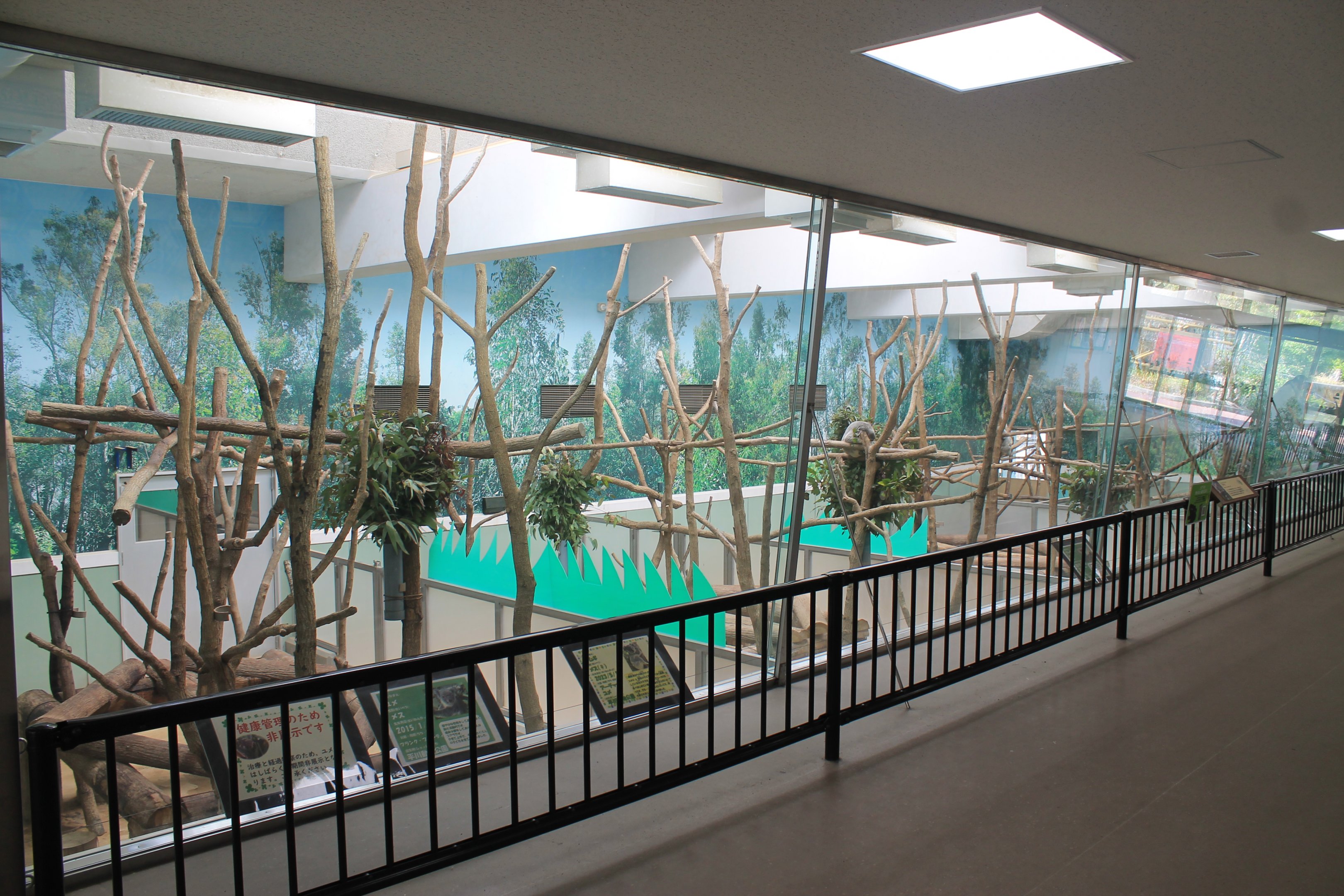 More Koalas - Hirakawa Zoo (Kagoshima)