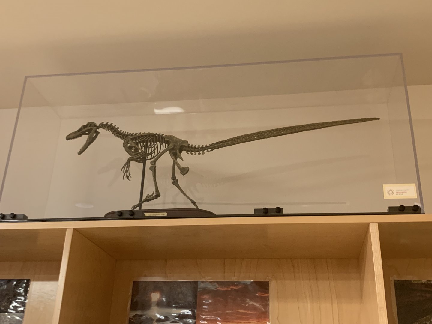 "More like a six-foot turkey."