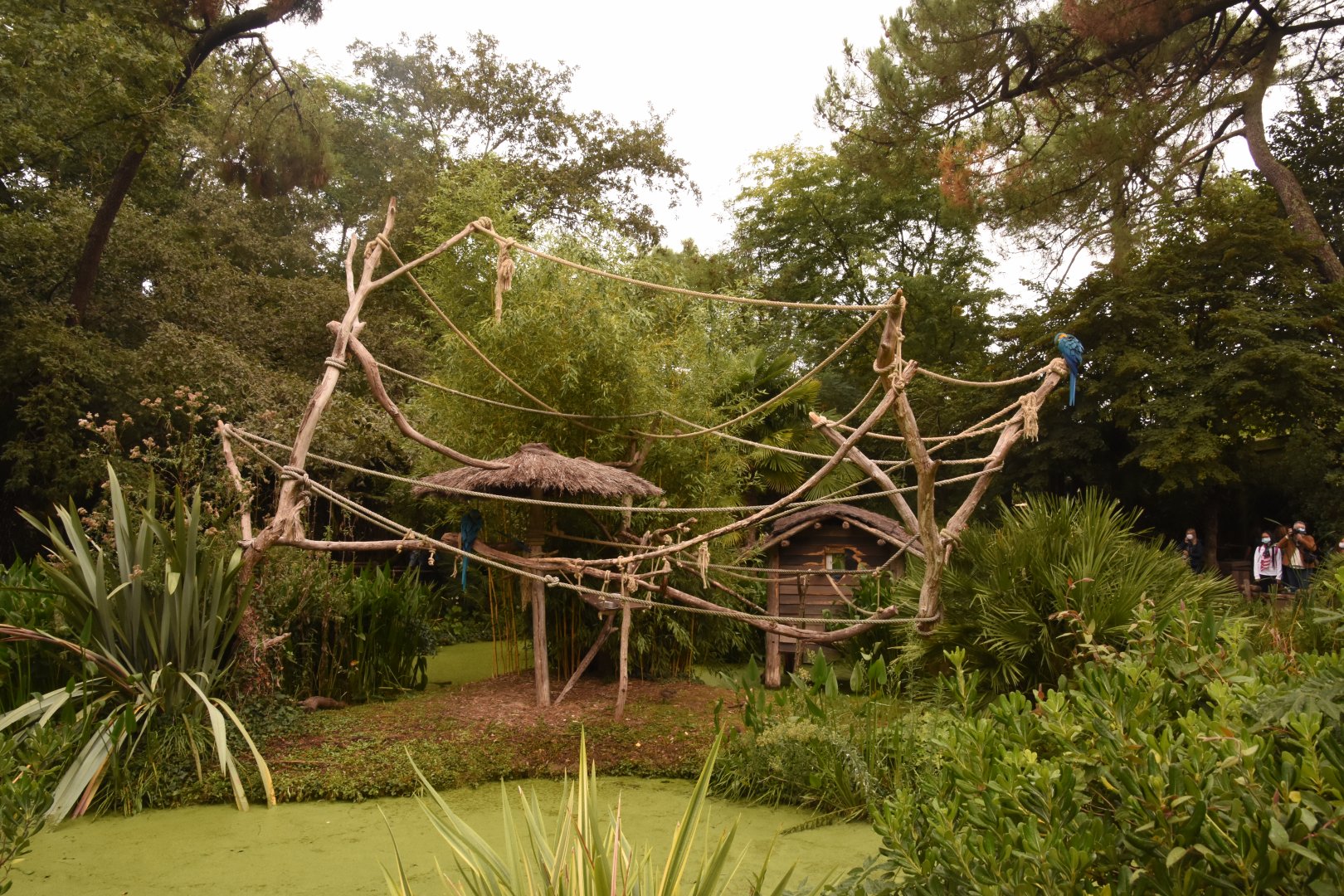 More macaws on sticks