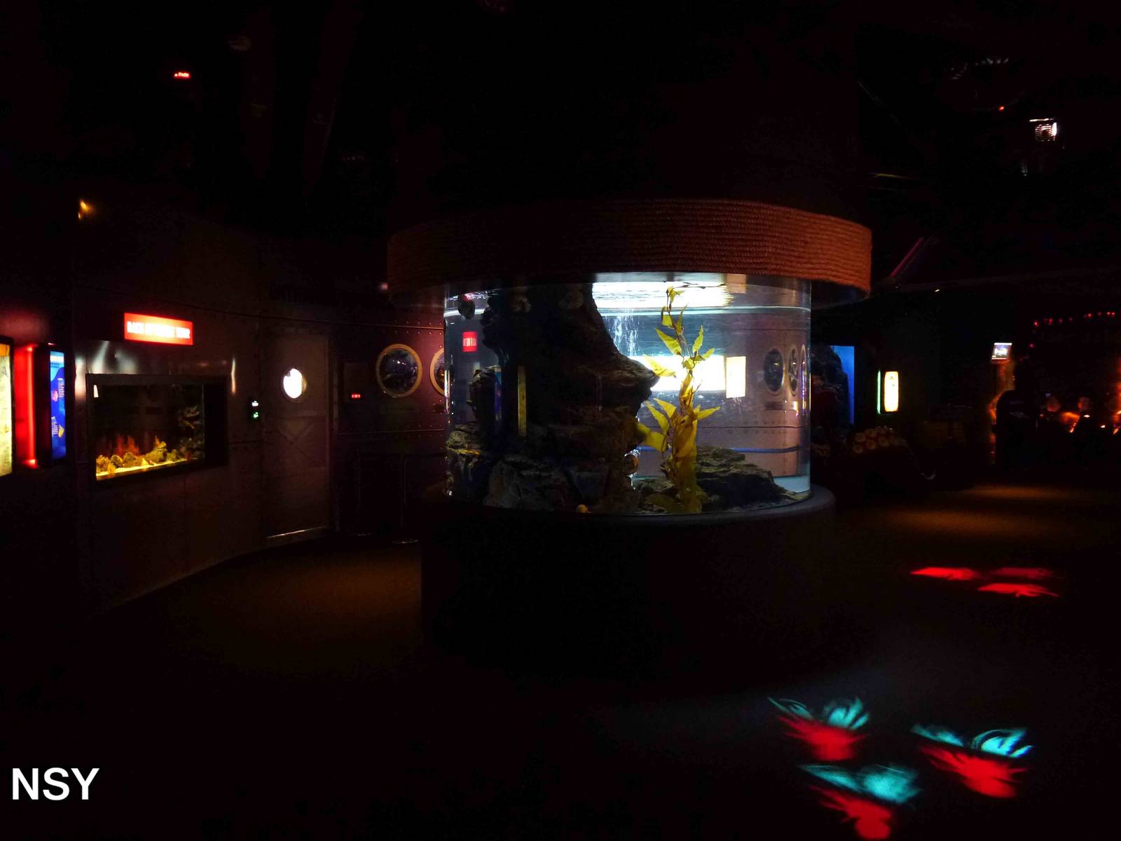 More molluscs - 'weird and wonderful', June 2013.