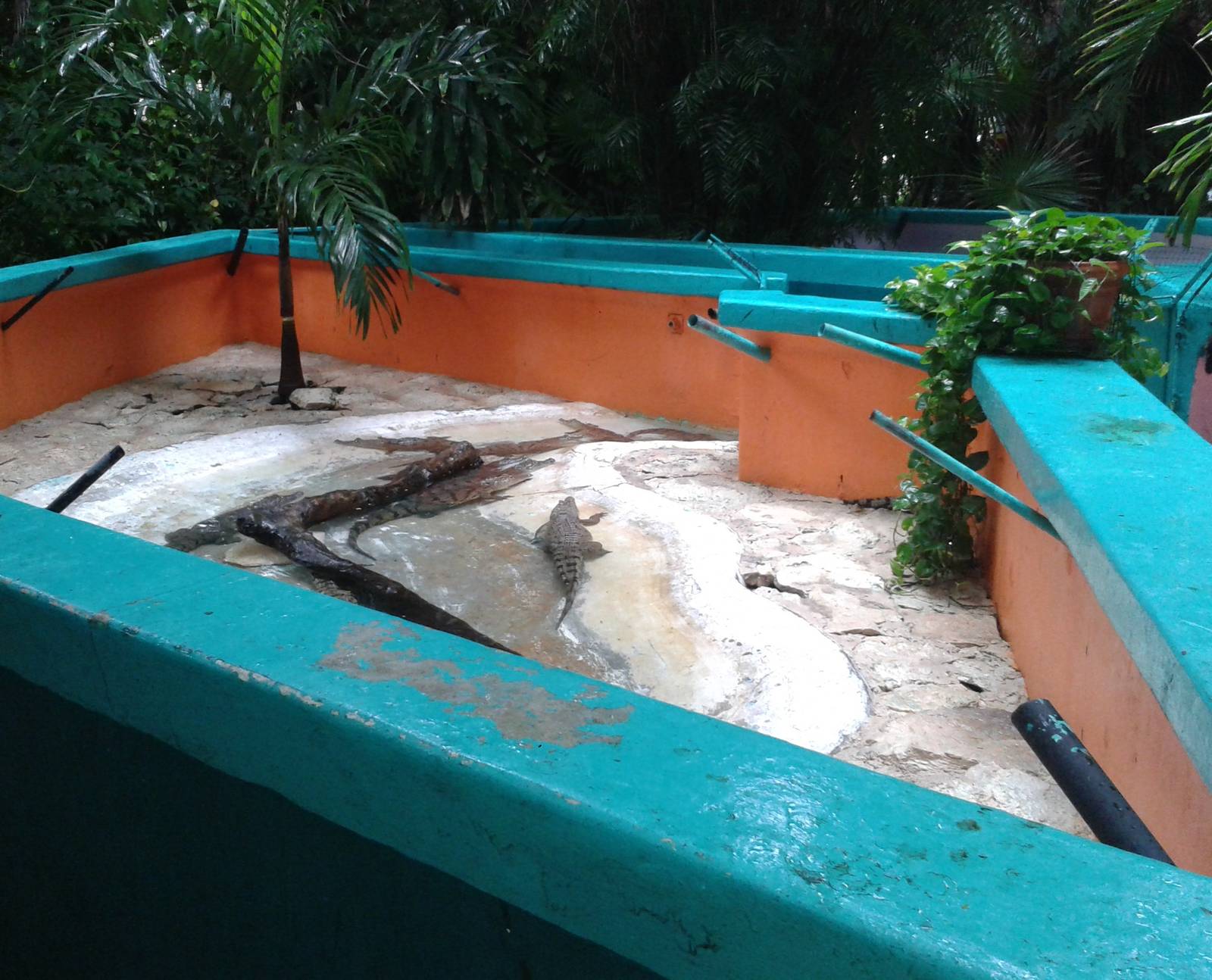 More Moreleti's crocodile enclosures