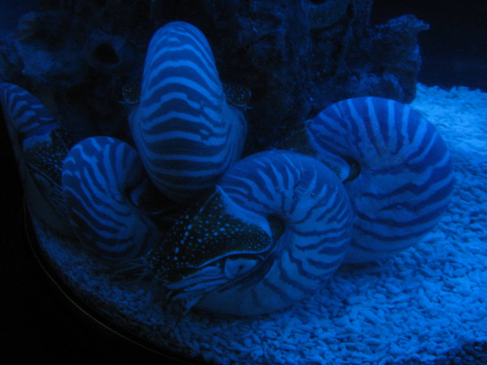 more Nautilus
