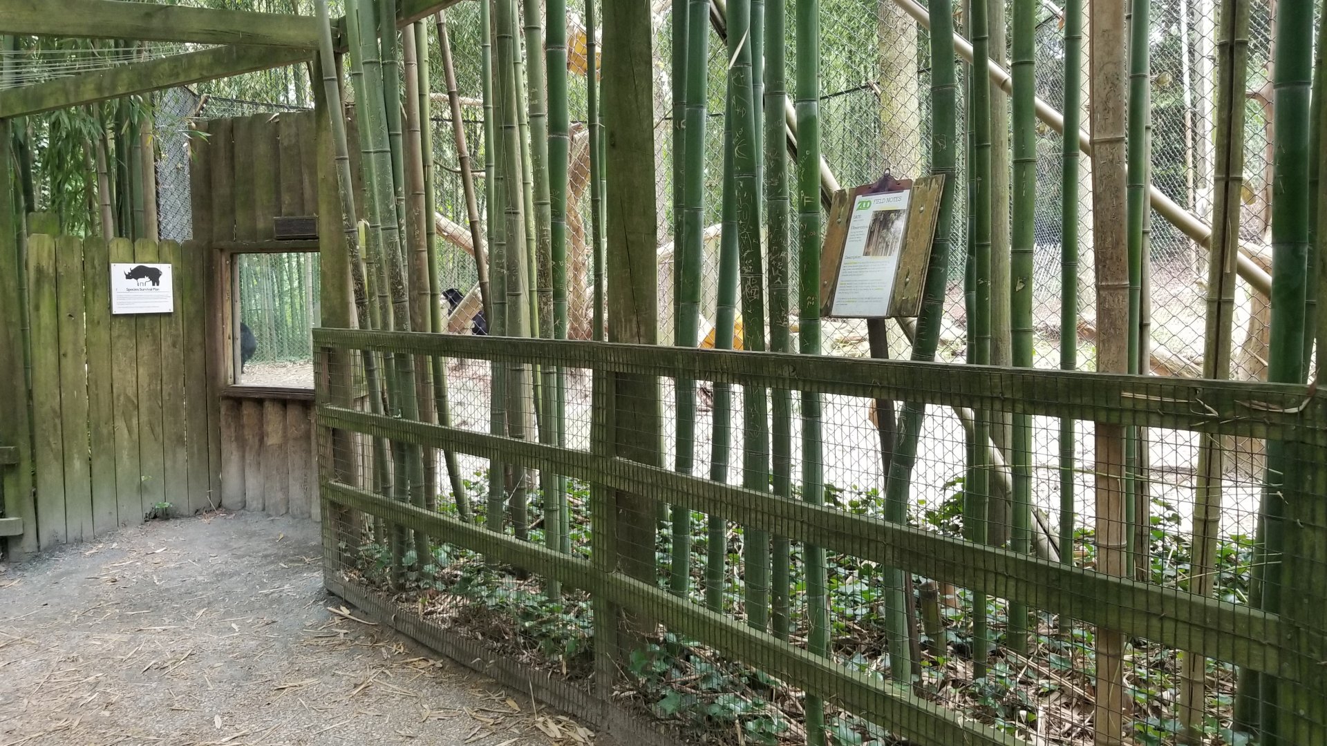 More of raised bear walkway