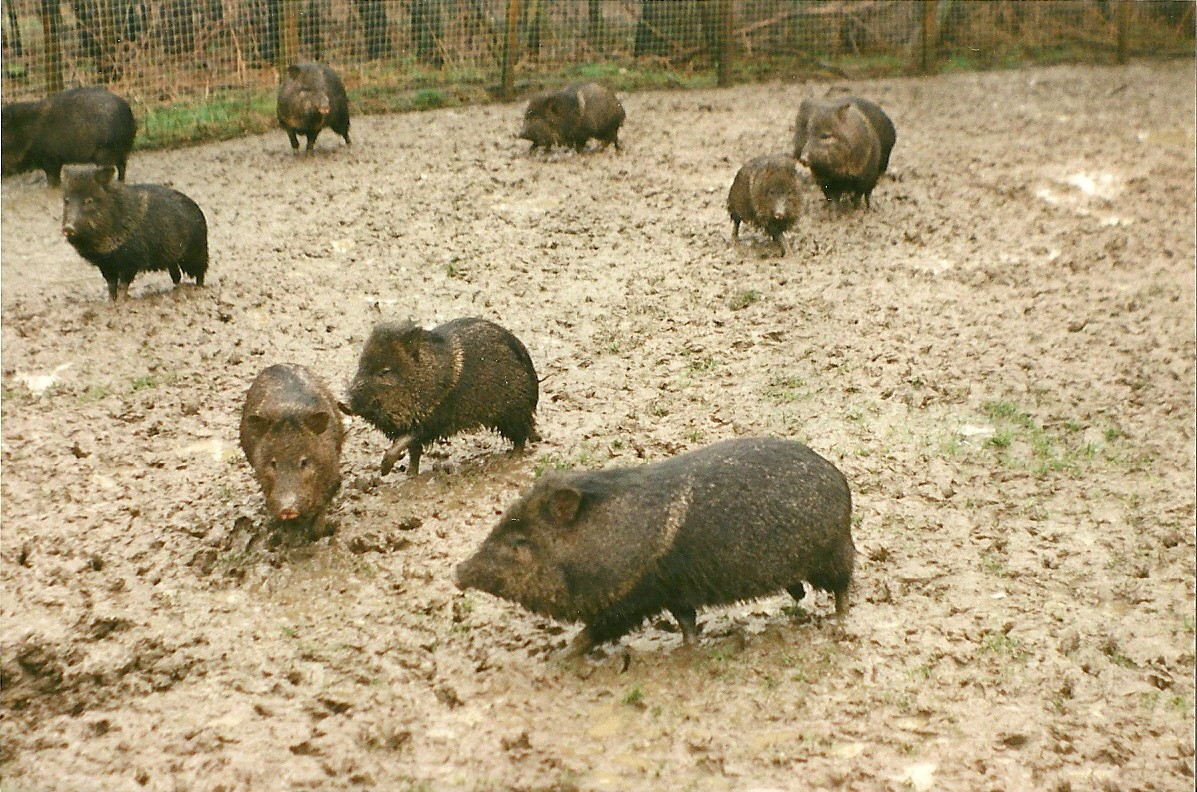 More Peccary quagmire 6th March 1999
