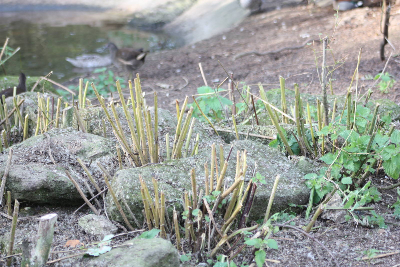 More pruning in the walk-through aviary, 5th October 2014