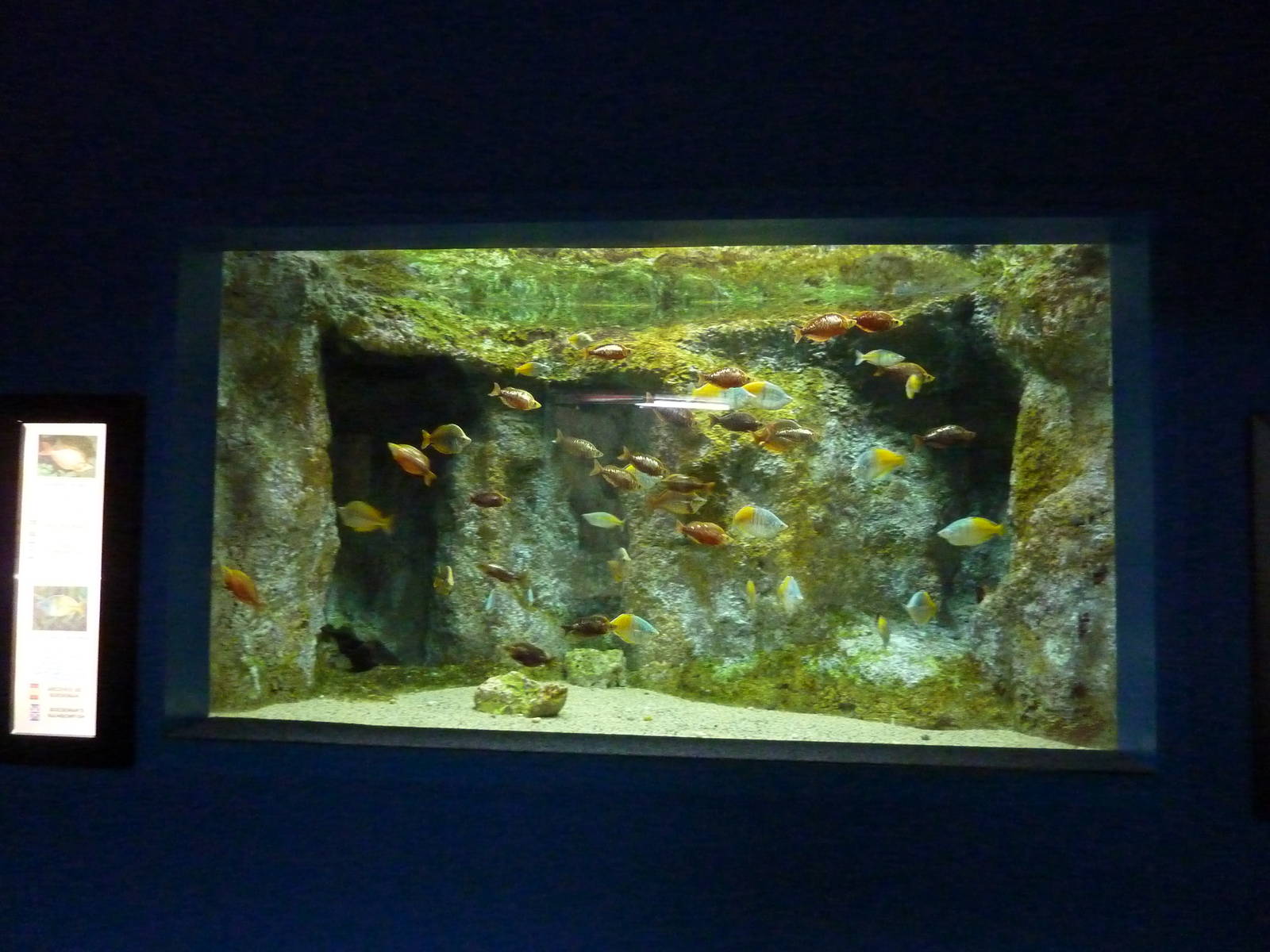 More rainbowfish, 10th April 2012