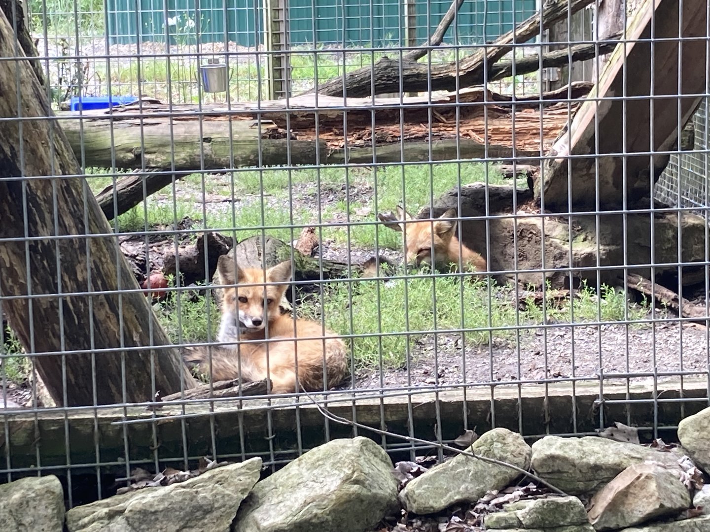 More red foxes