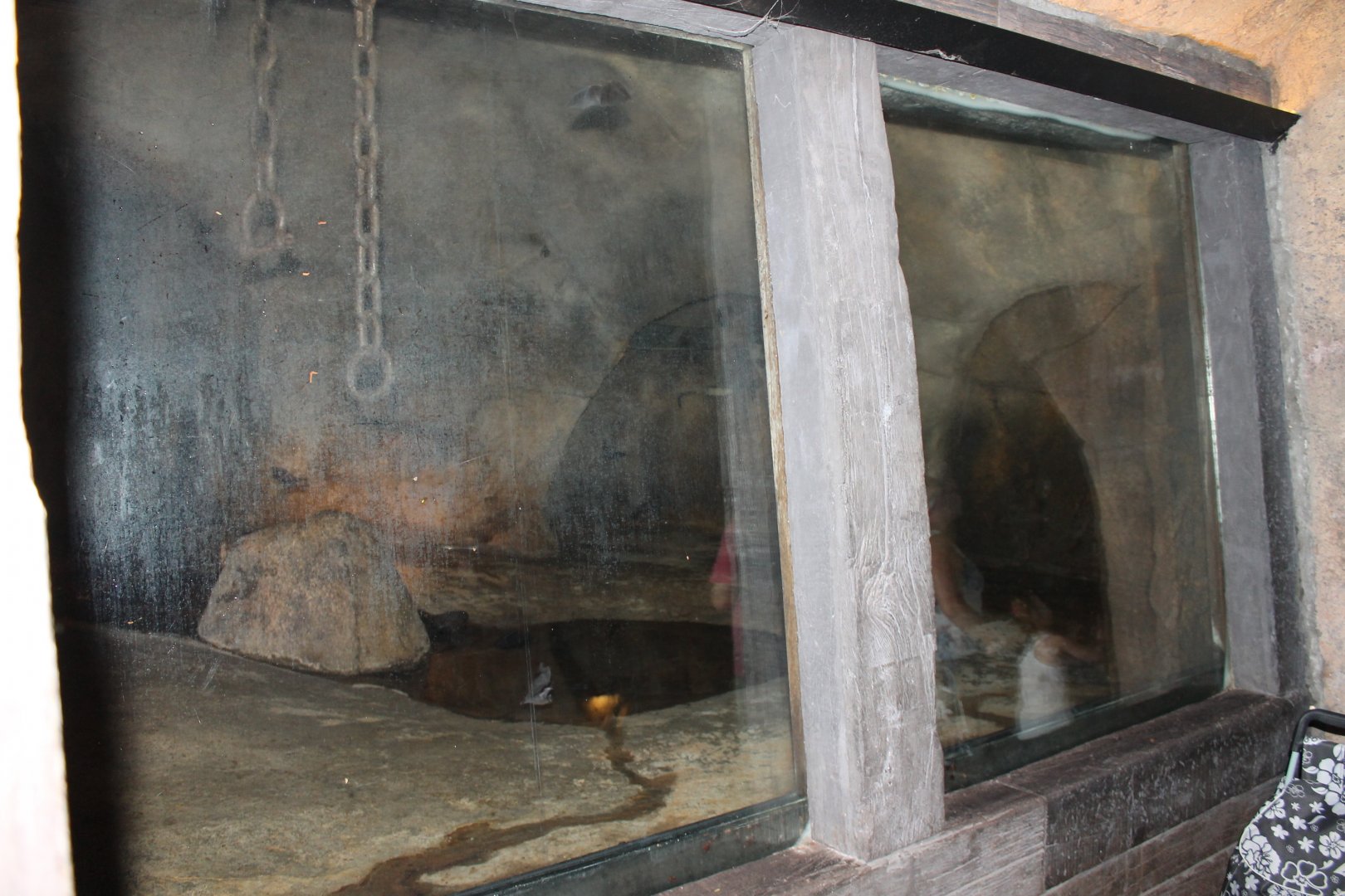 More Seba's short-tailed bat enclosure