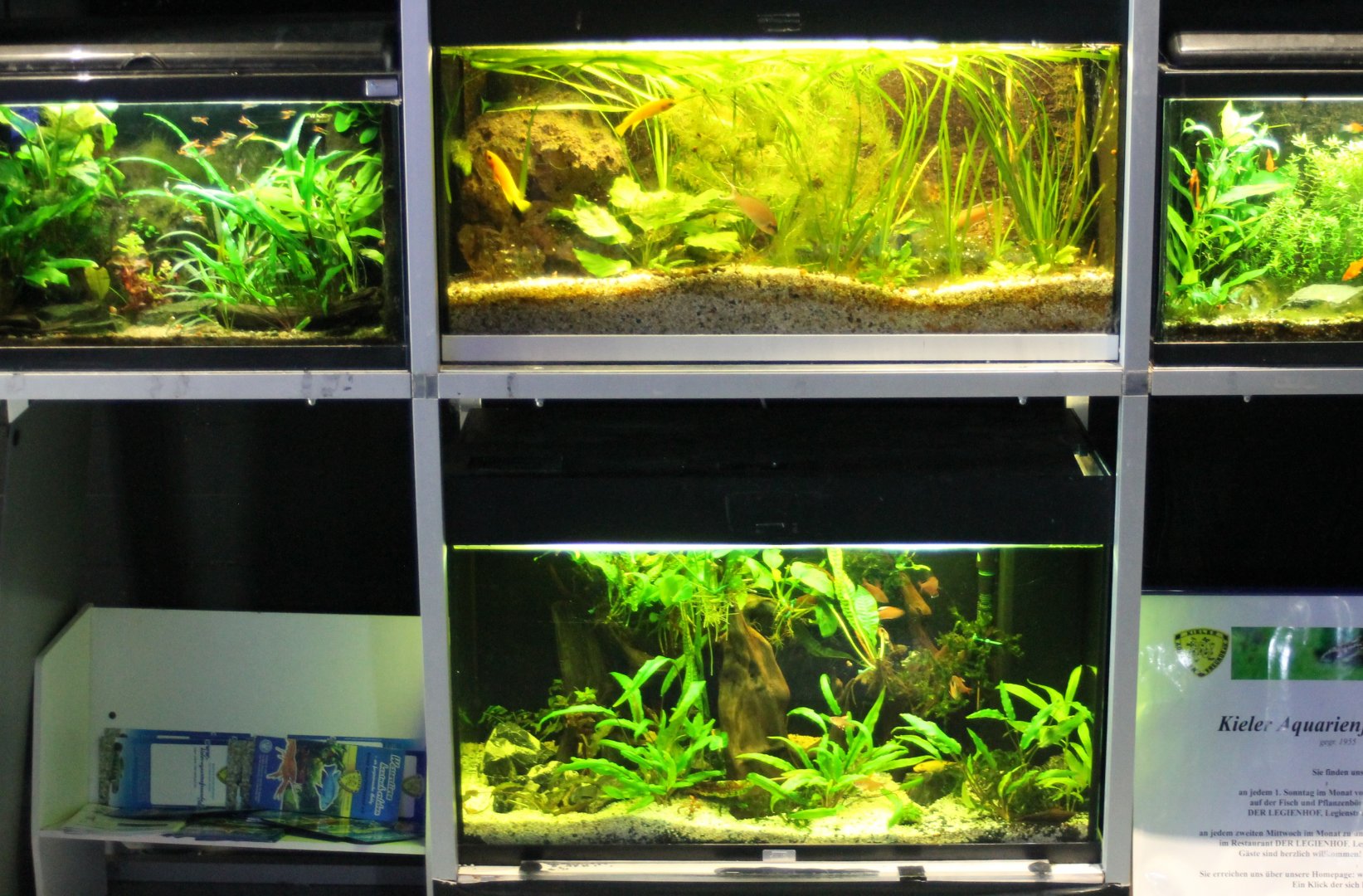 More small Freshwater aquariums