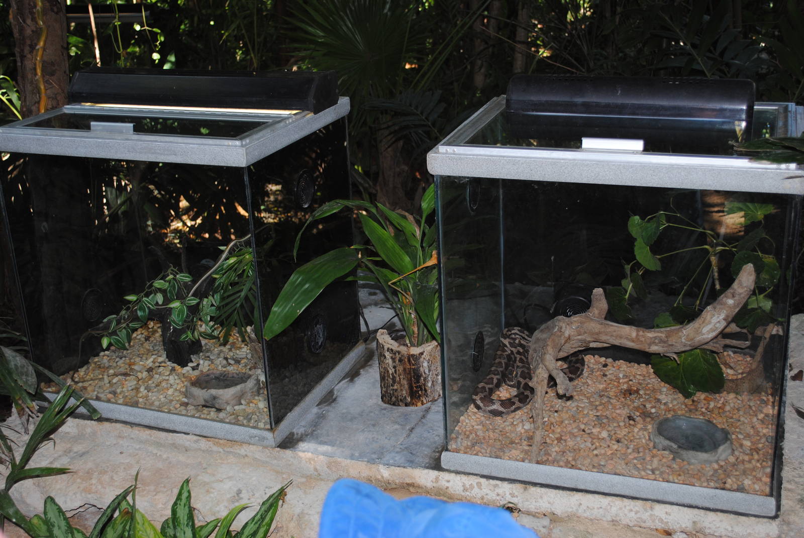 More snake terrariums