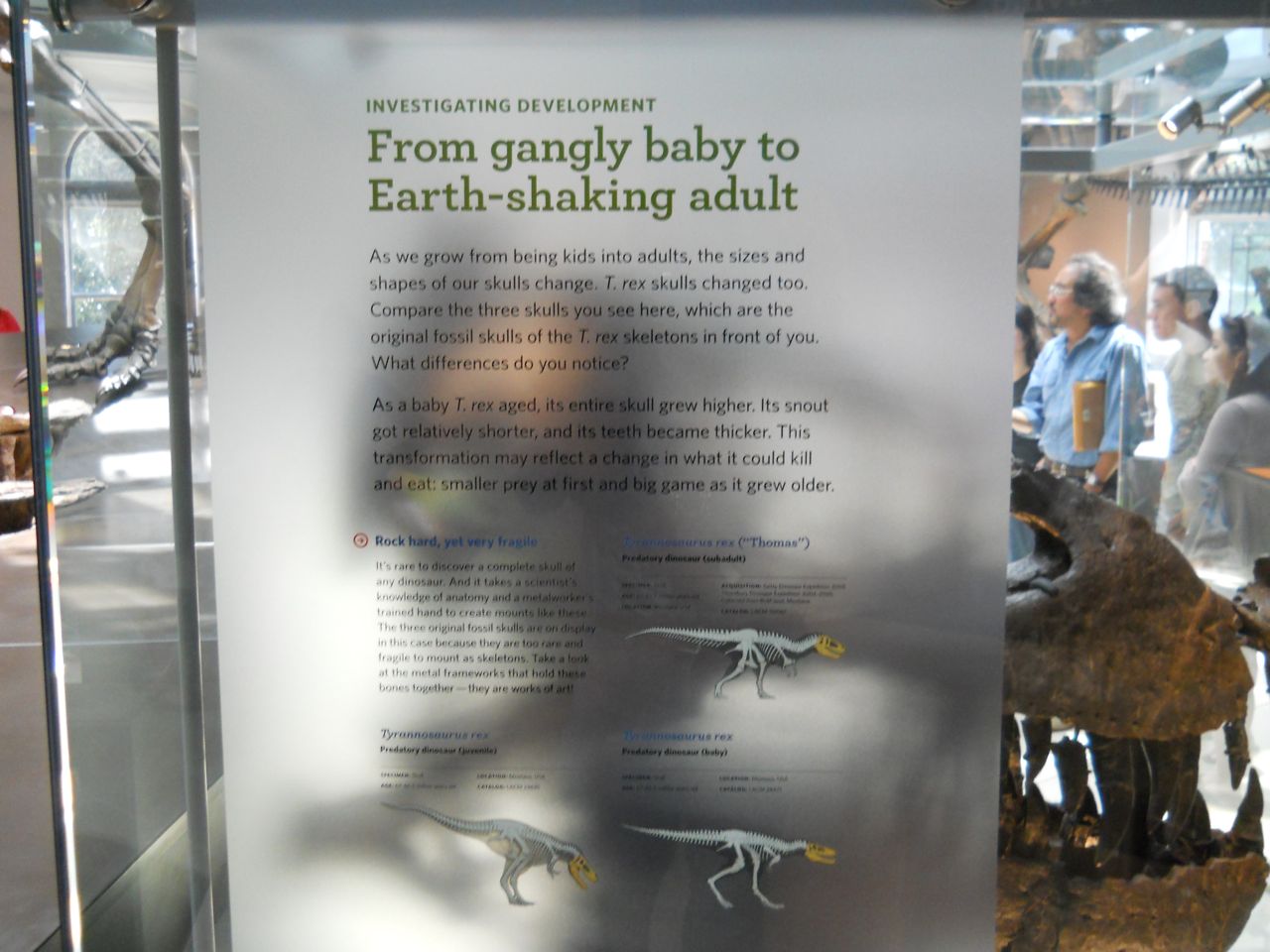 More T. rex growth explained than you may want