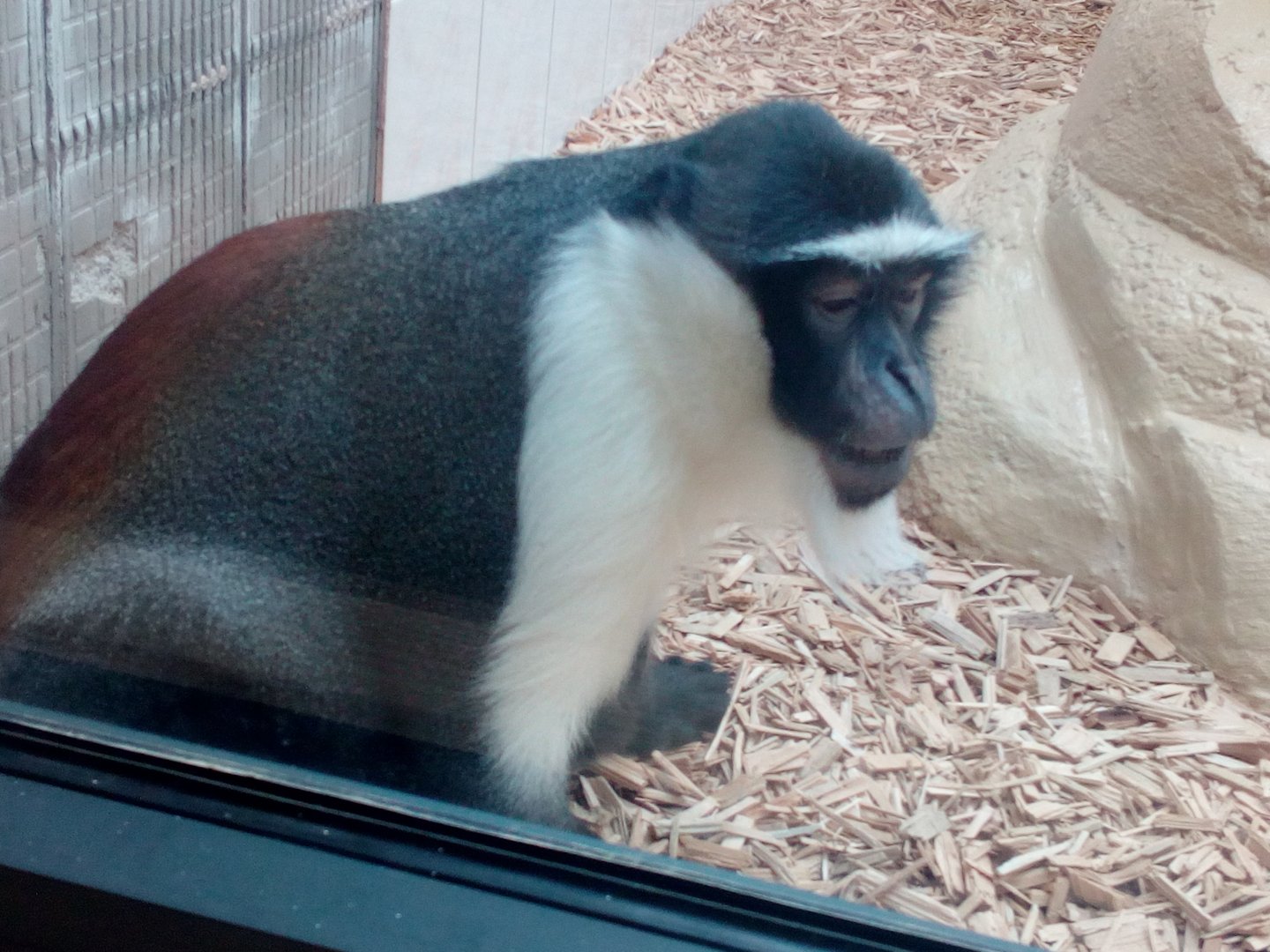 More than 30 years old Roloway monkey-9/2025