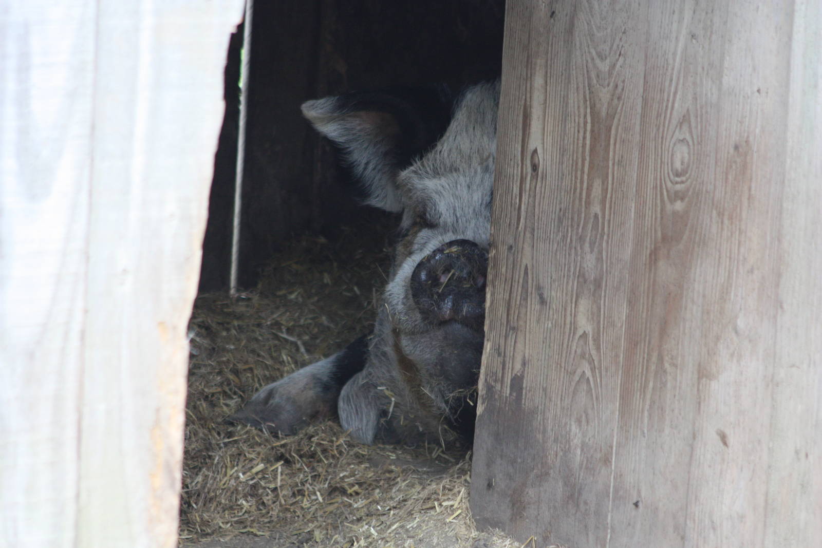 More than an ear, 6th September 2014