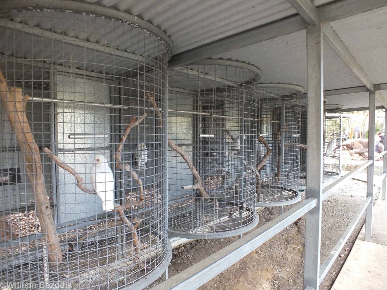 More Tiny Cages with 'Talking Parrots' - Cohunu Koala Park