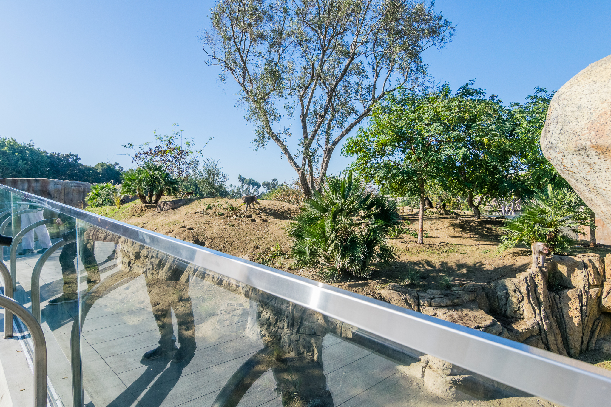 More viewing area of baboons