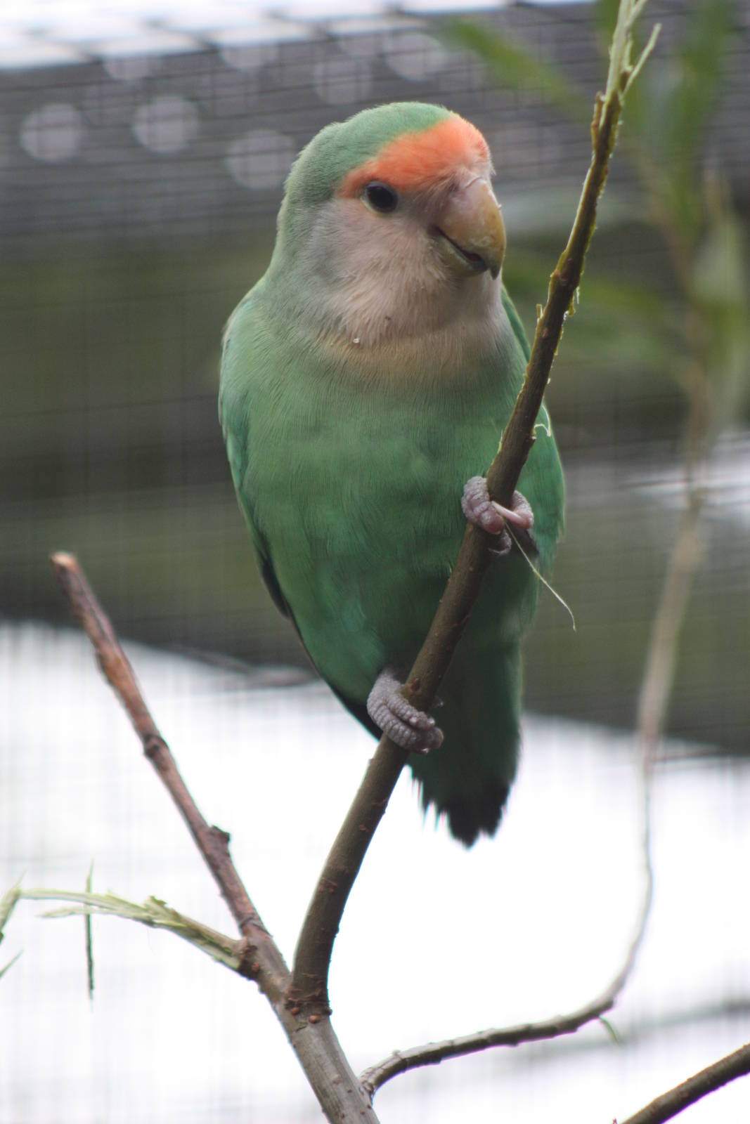 More willow enjoyment, 16th October 2014