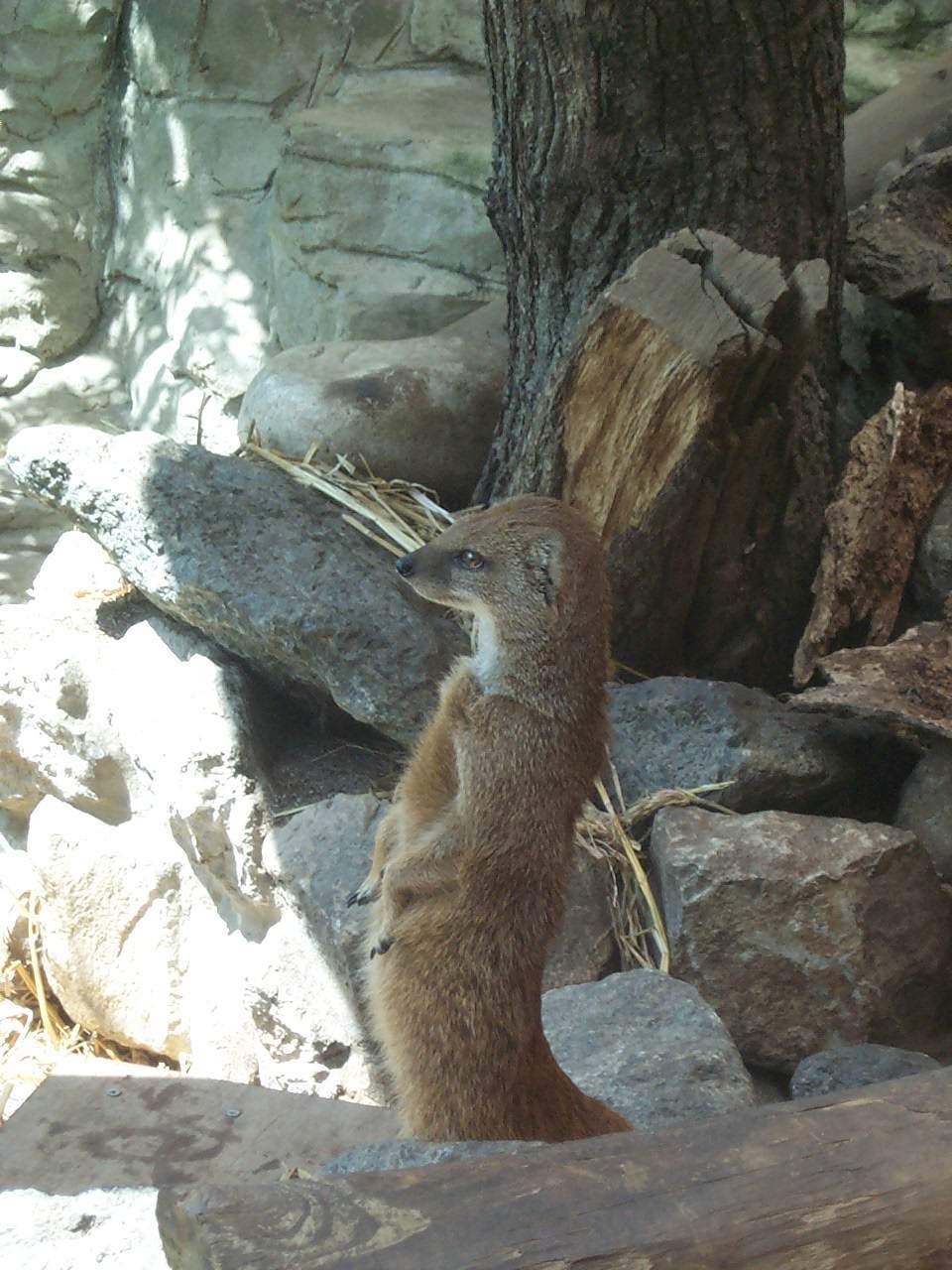 more yellow mongoose