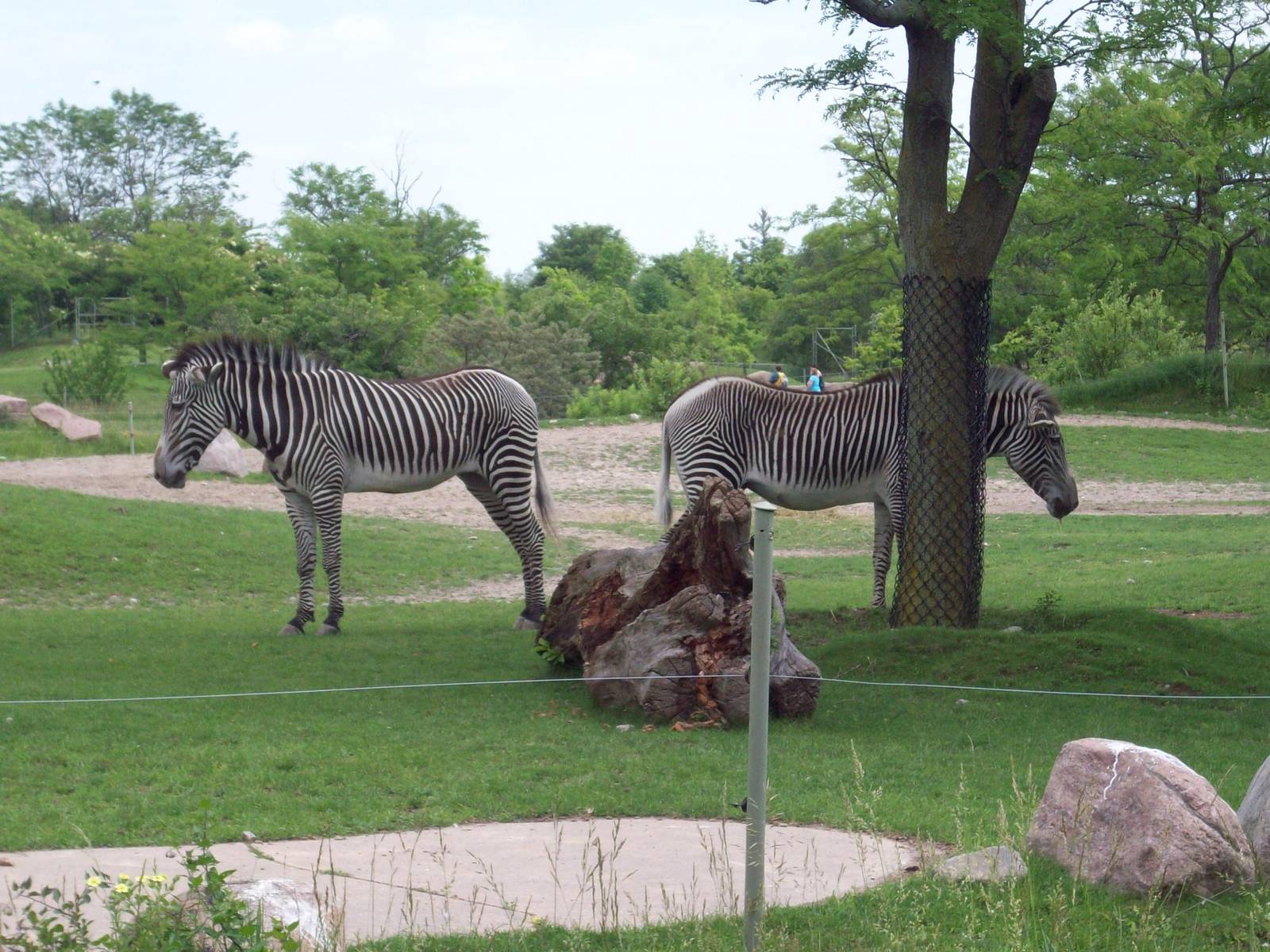 More Zebras.