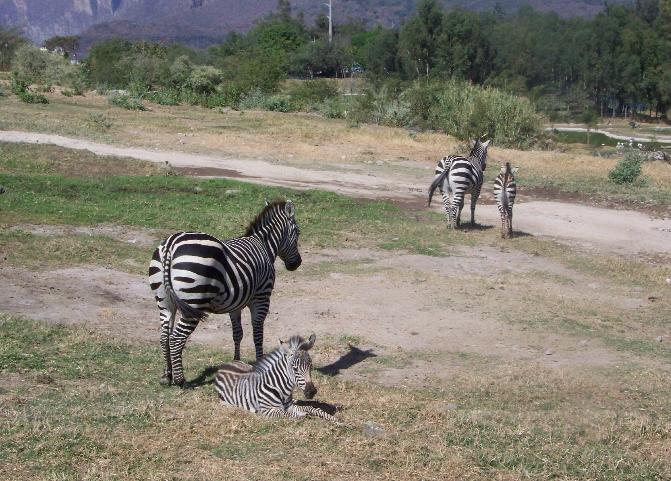 More Zebras