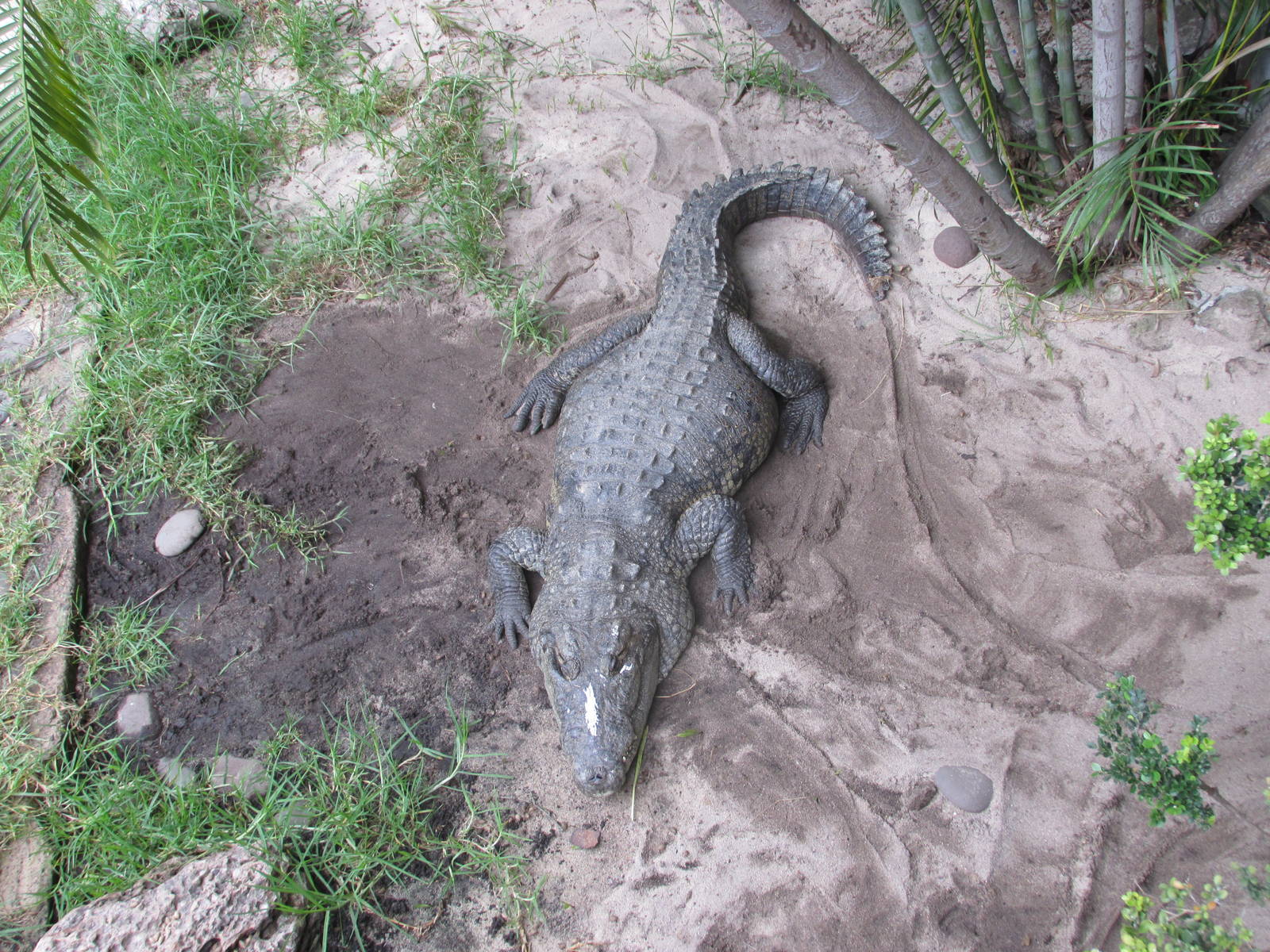 morelet`s crococodile guadalajara zoo