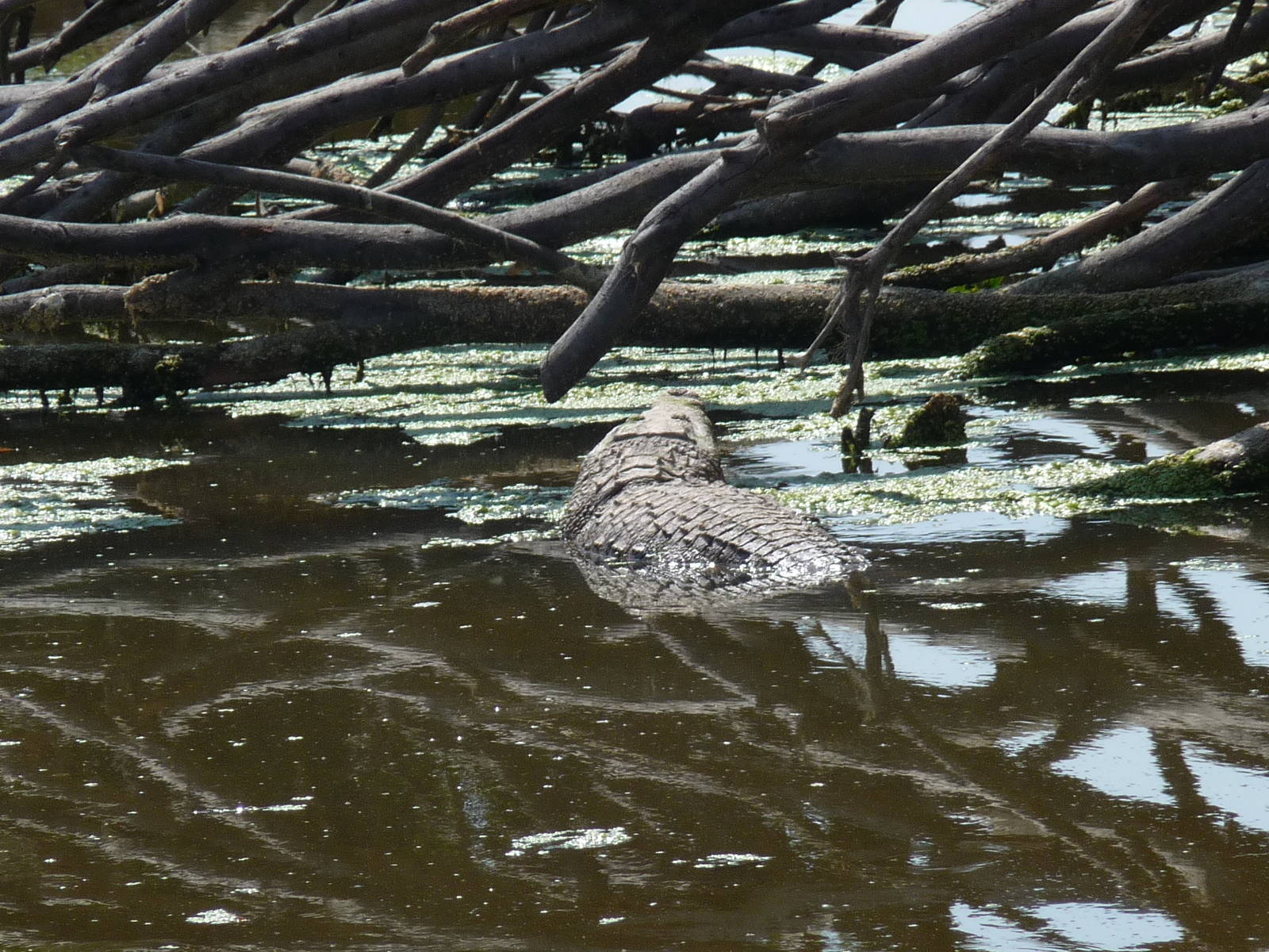 morelet`s crocodile africam safari
