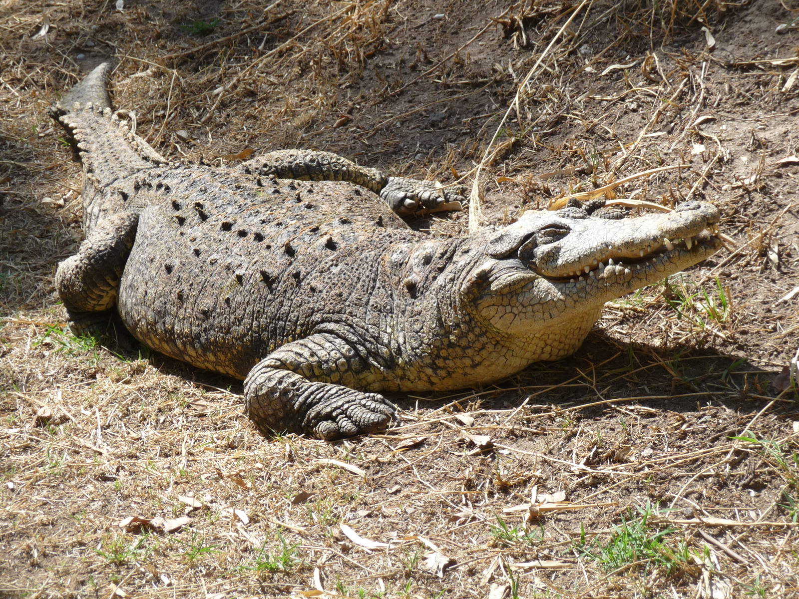 Morelet`s crocodile africam safari