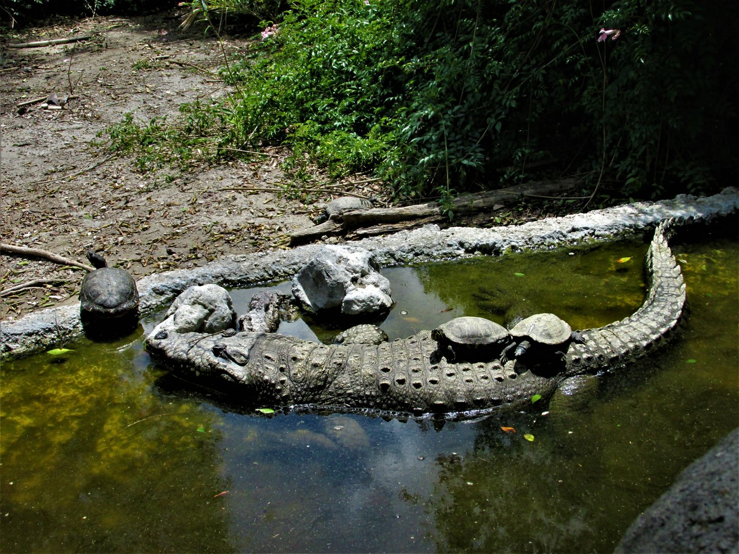 Morelet´s crocodile and slider turtles at Africam Safari