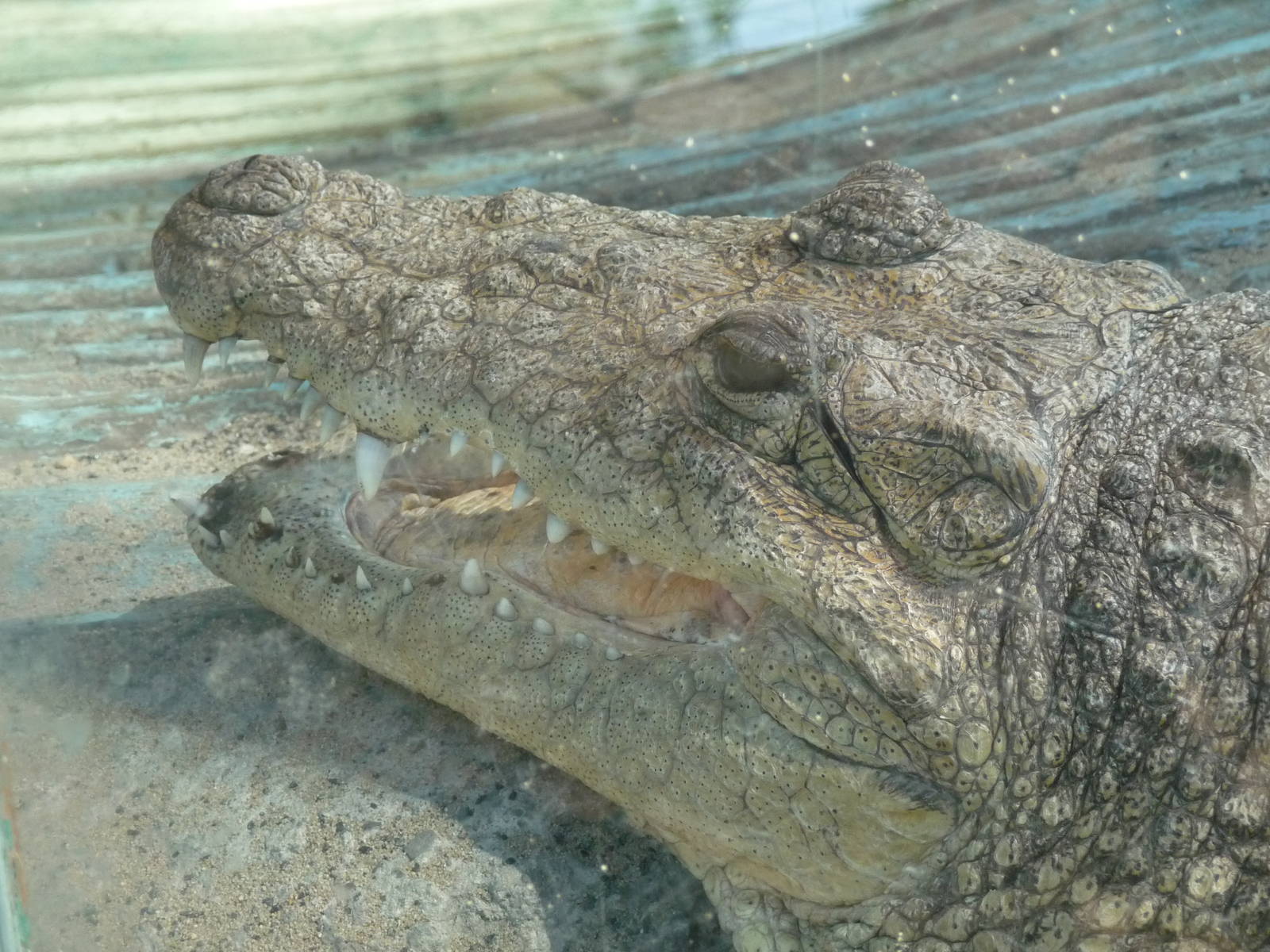 morelet`s crocodile san juan de aragon zoo