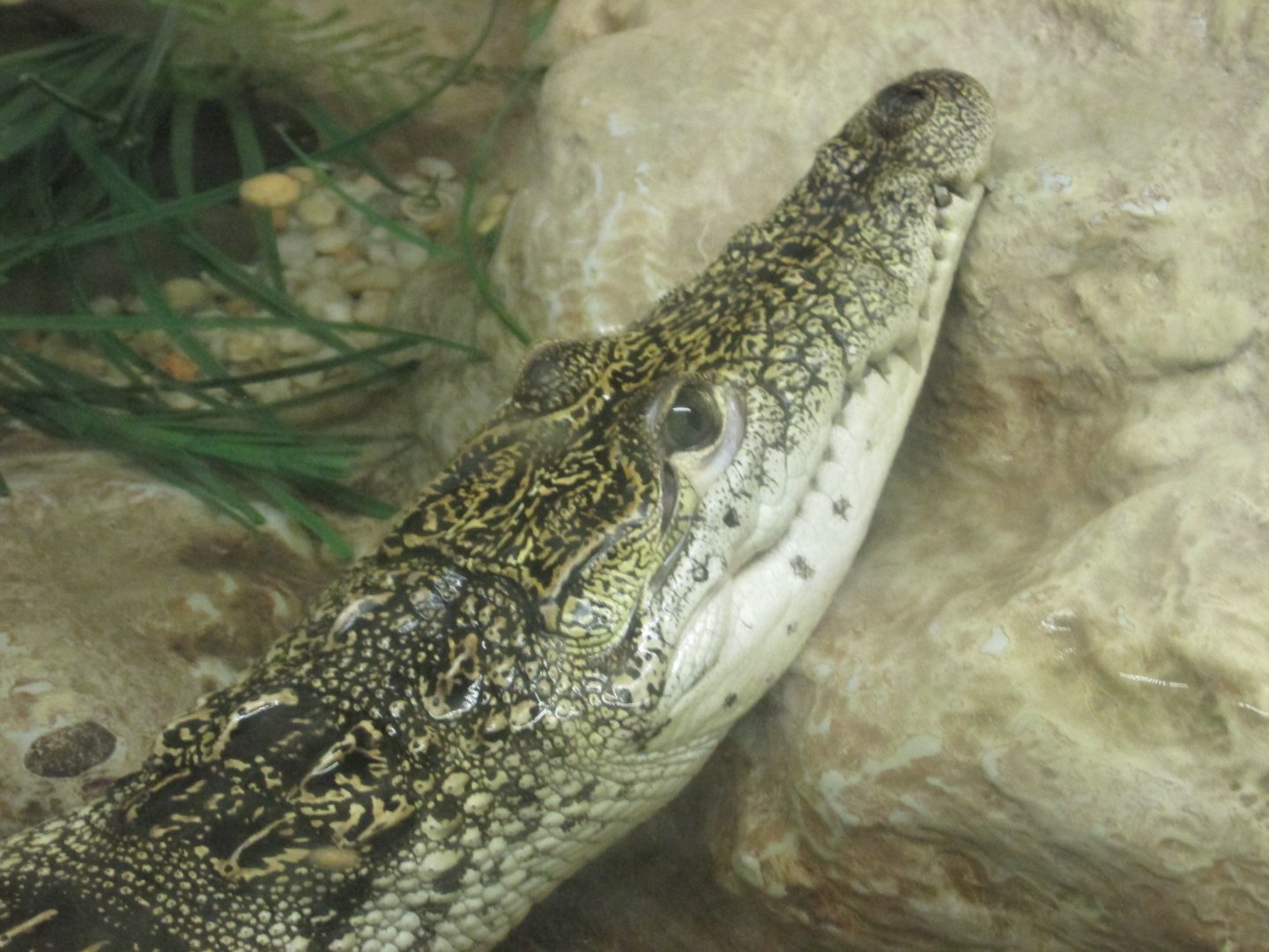 morelet´s crocodile