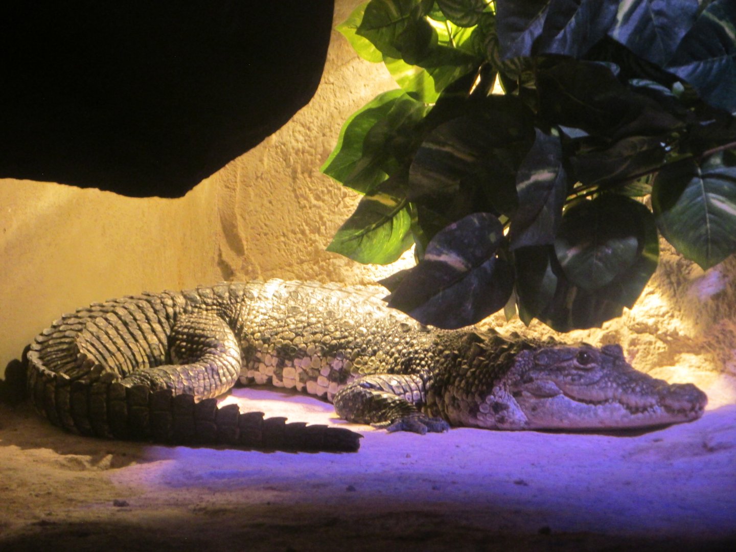 morelet´s crocodile