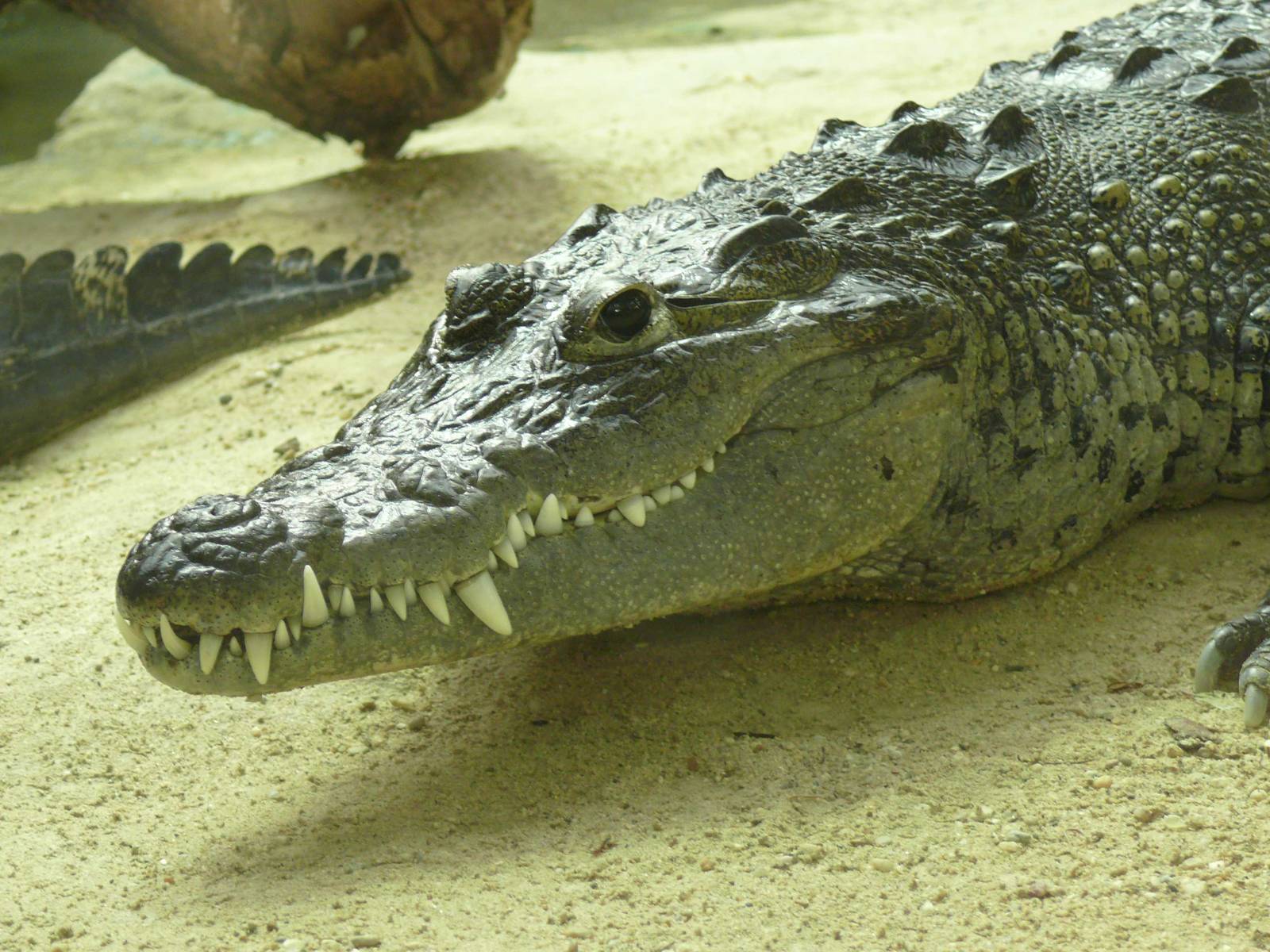 Morelet s Crocodile