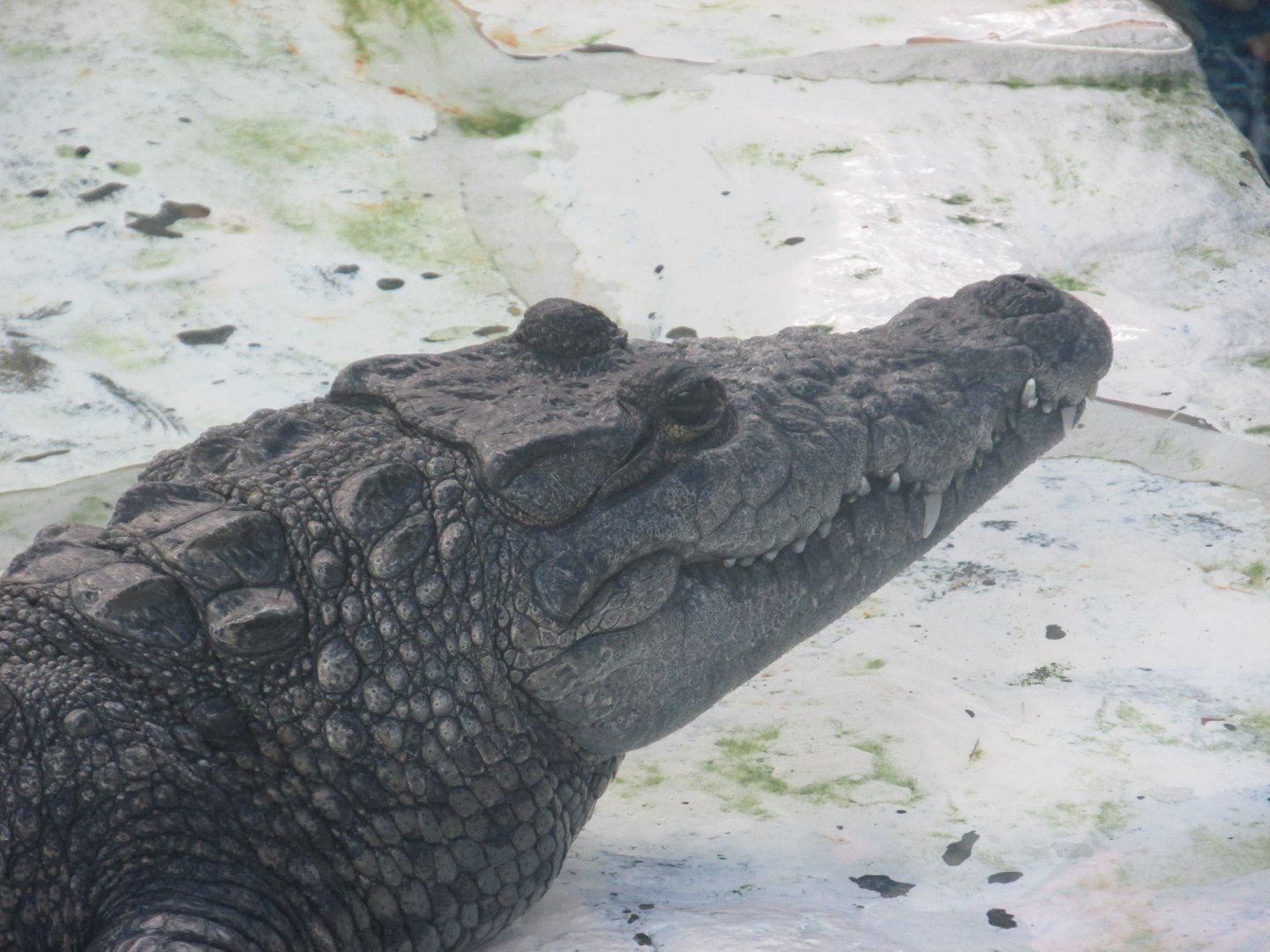 morelet´s crocodile