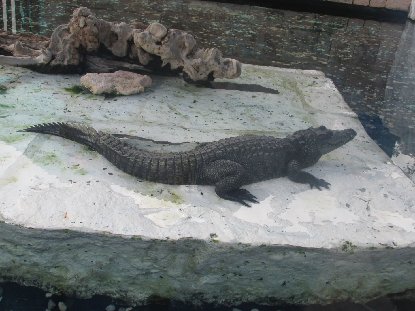 morelet´s crocodile