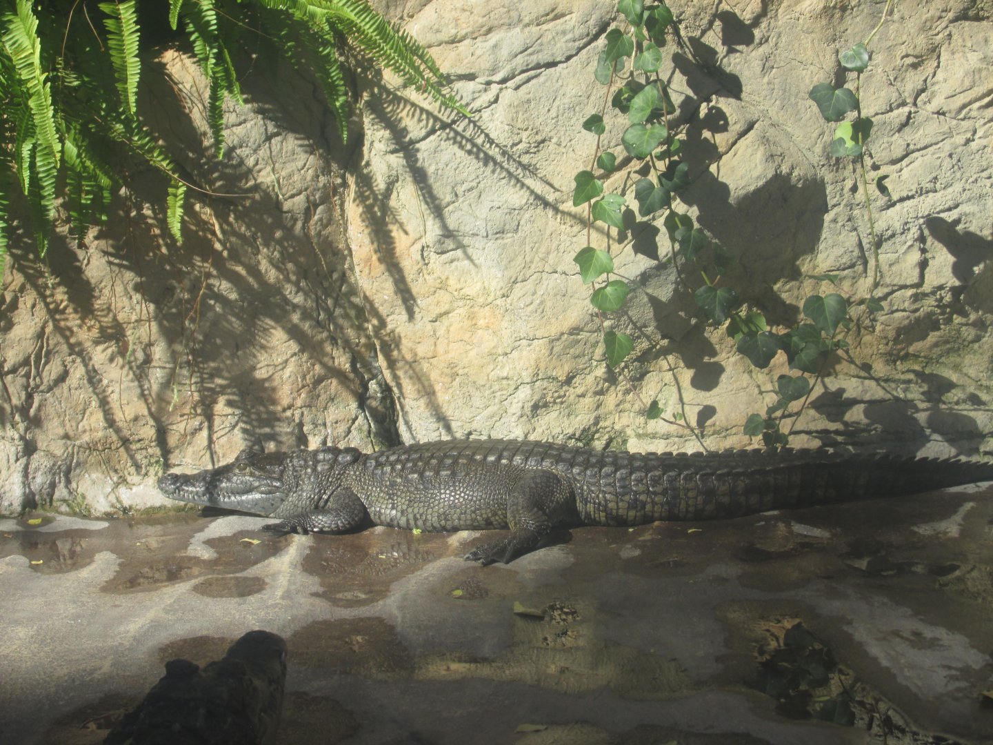 morelet´s crocodile